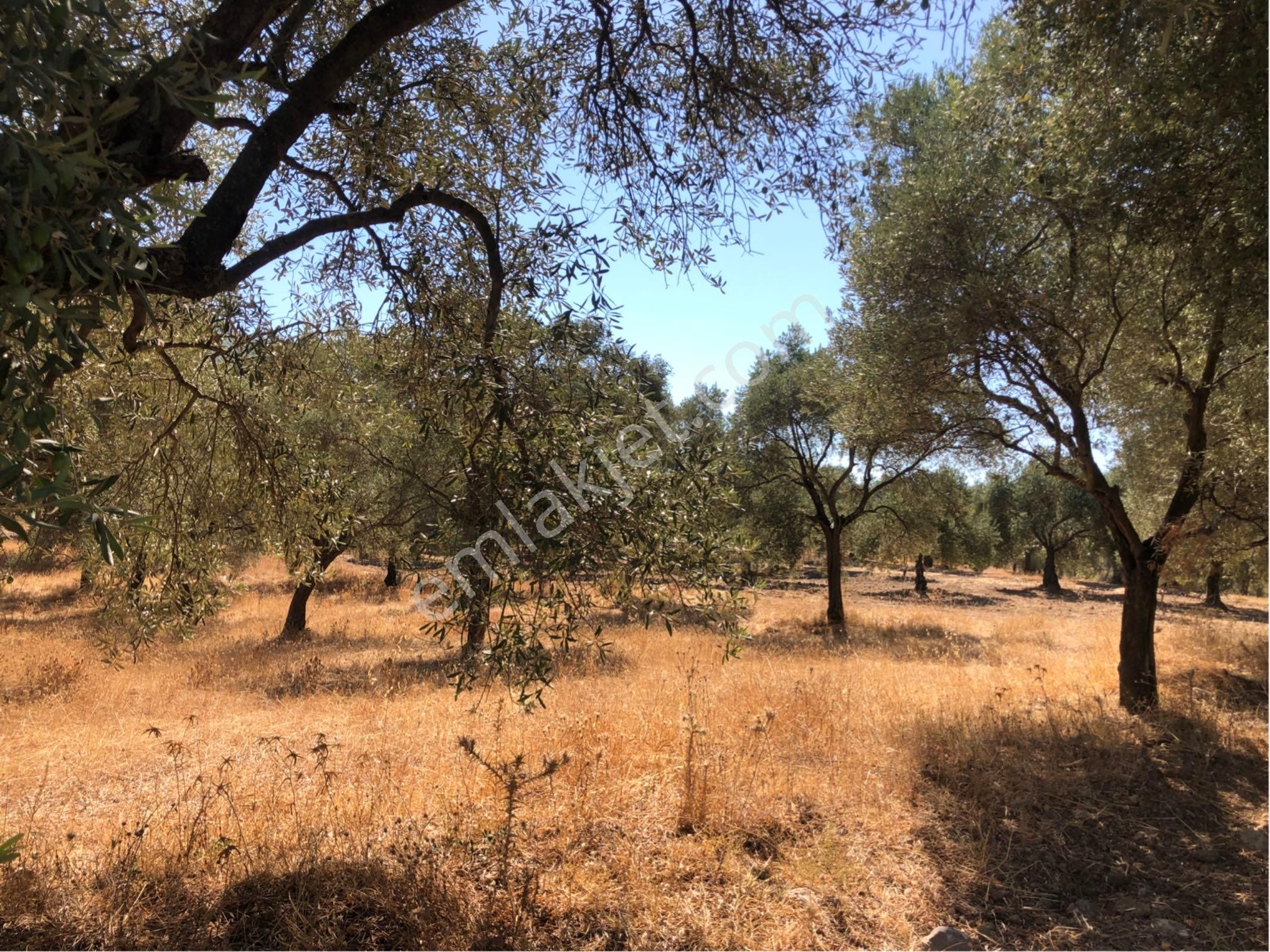 Muğla Milas Ağaçlıyük'de 12.418m² Fırsat Tarla !!! - Görsel 2