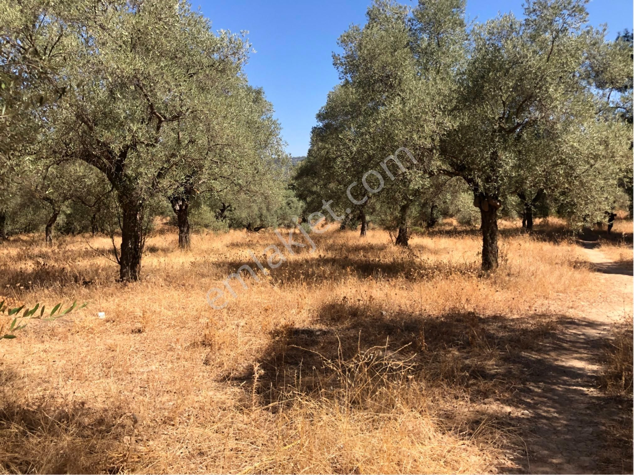 Muğla Milas Ağaçlıyük'de 12.418m² Fırsat Tarla !!! - Görsel 14
