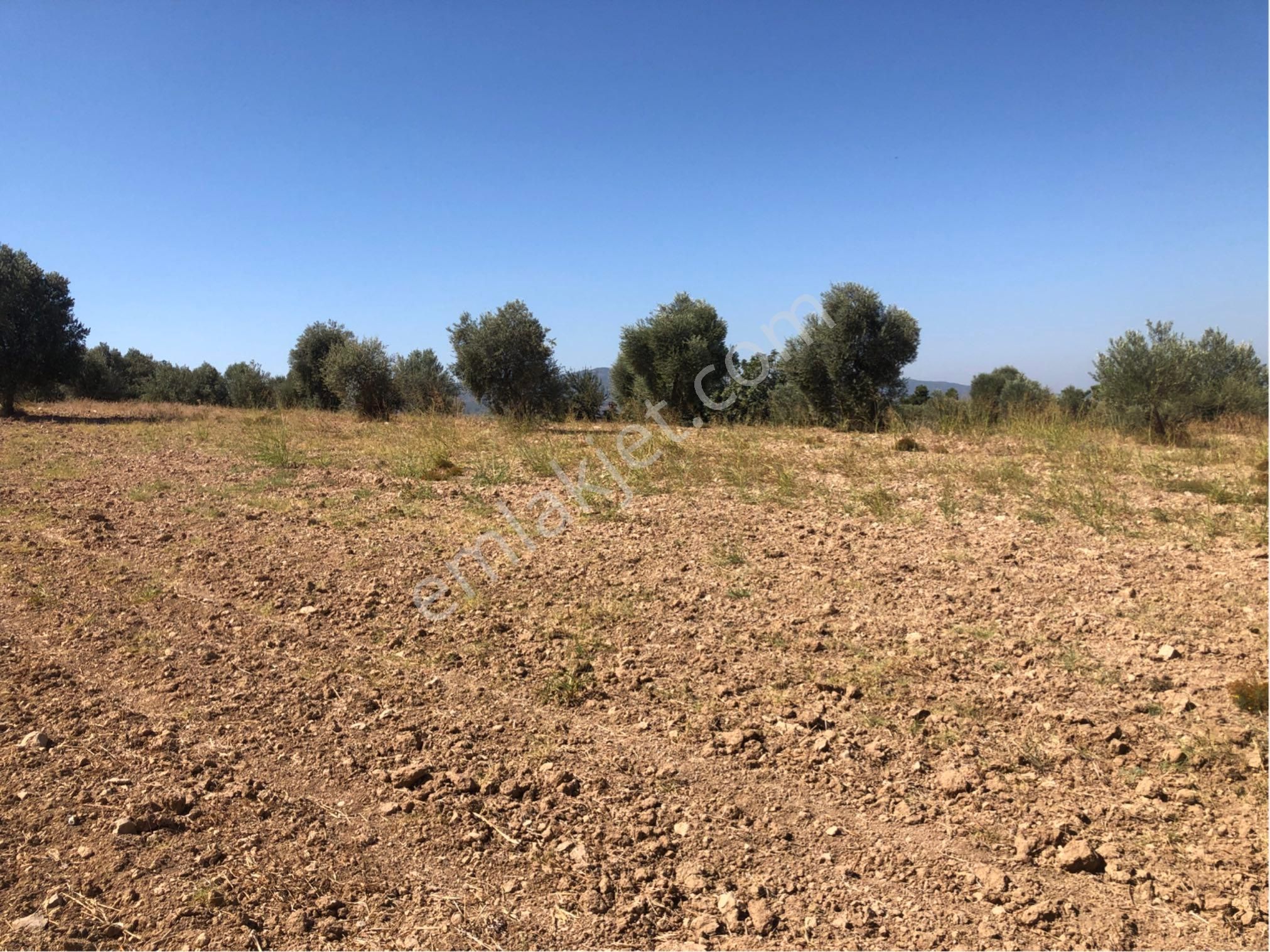 Muğla Milas Ağaçlıyük'de 12.418m² Fırsat Tarla !!! - Görsel 7
