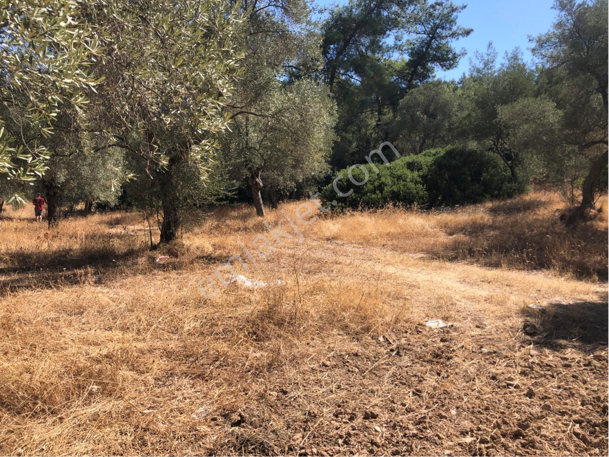 Muğla Milas Ağaçlıyük'de 12.418m² Fırsat Tarla !!! - Görsel 10