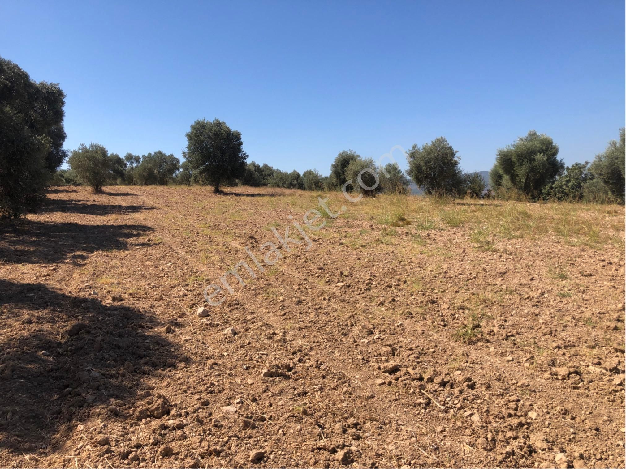Muğla Milas Ağaçlıyük'de 12.418m² Fırsat Tarla !!! - Görsel 6