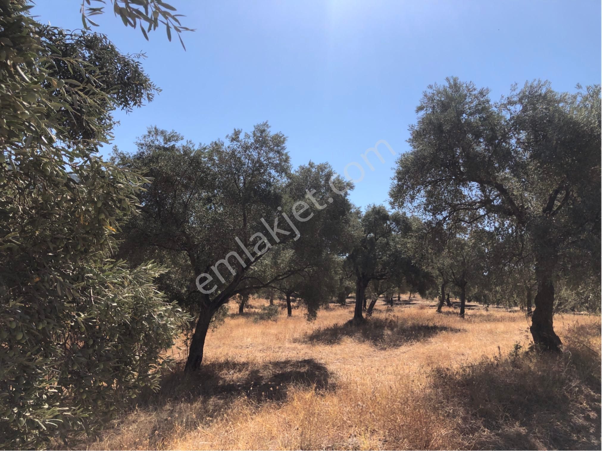 Muğla Milas Ağaçlıyük'de 12.418m² Fırsat Tarla !!! - Görsel 3