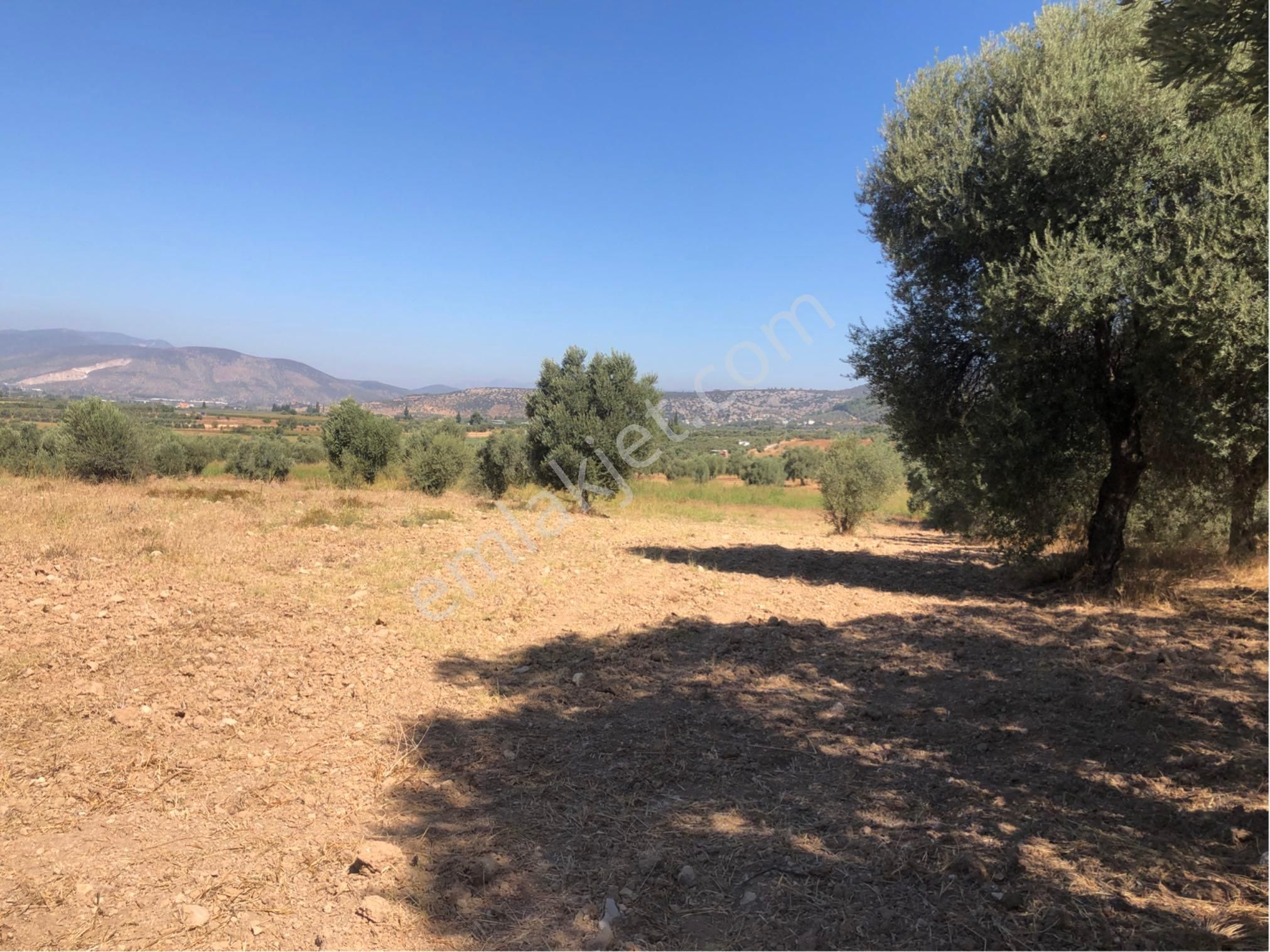 Muğla Milas Ağaçlıyük'de 12.418m² Fırsat Tarla !!!
