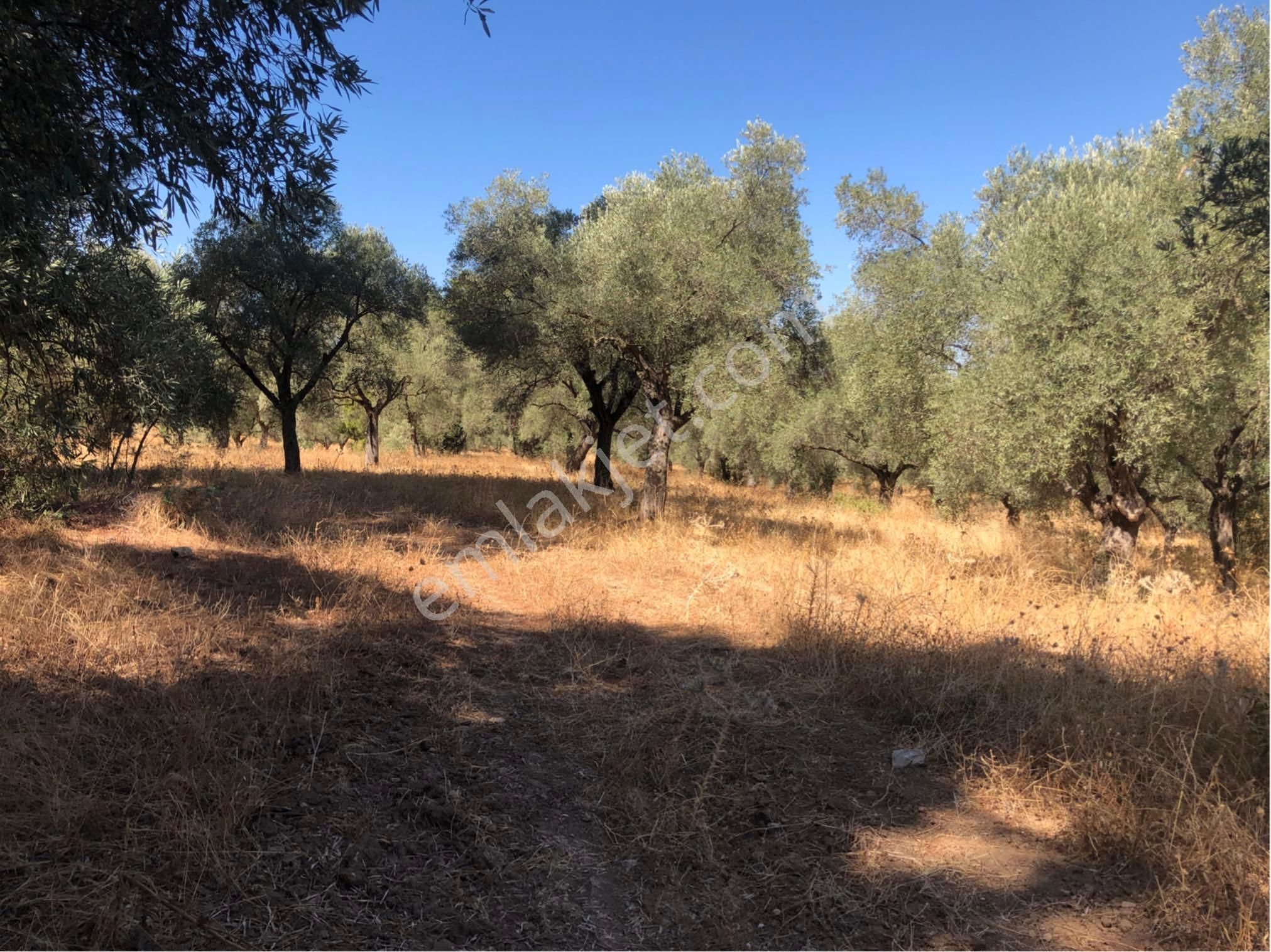 Muğla Milas Ağaçlıyük'de 12.418m² Fırsat Tarla !!! - Görsel 27