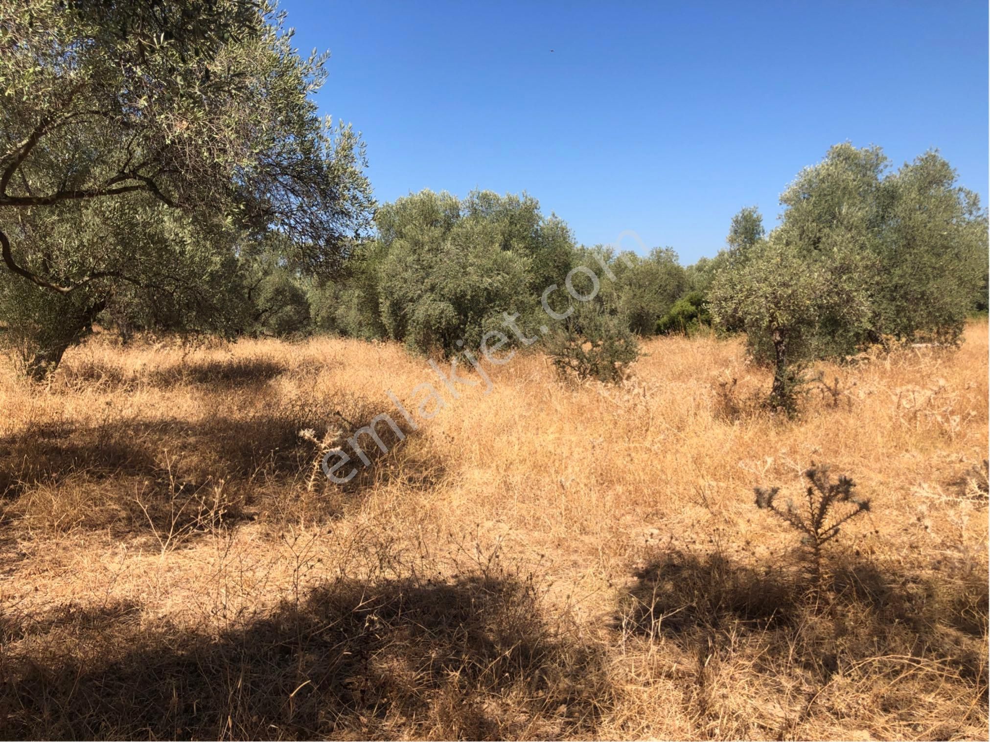 Muğla Milas Ağaçlıyük'de 12.418m² Fırsat Tarla !!! - Görsel 30
