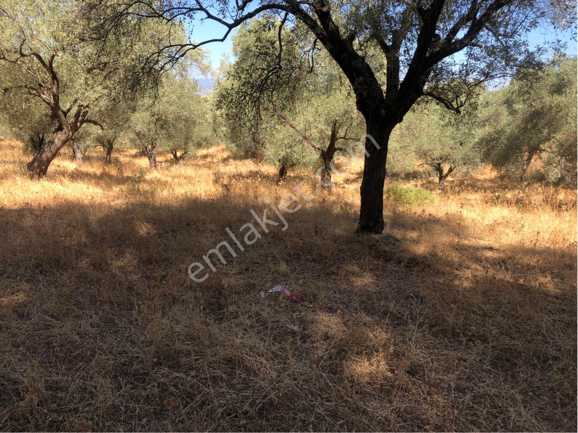 Muğla Milas Ağaçlıyük'de 12.418m² Fırsat Tarla !!! - Görsel 18