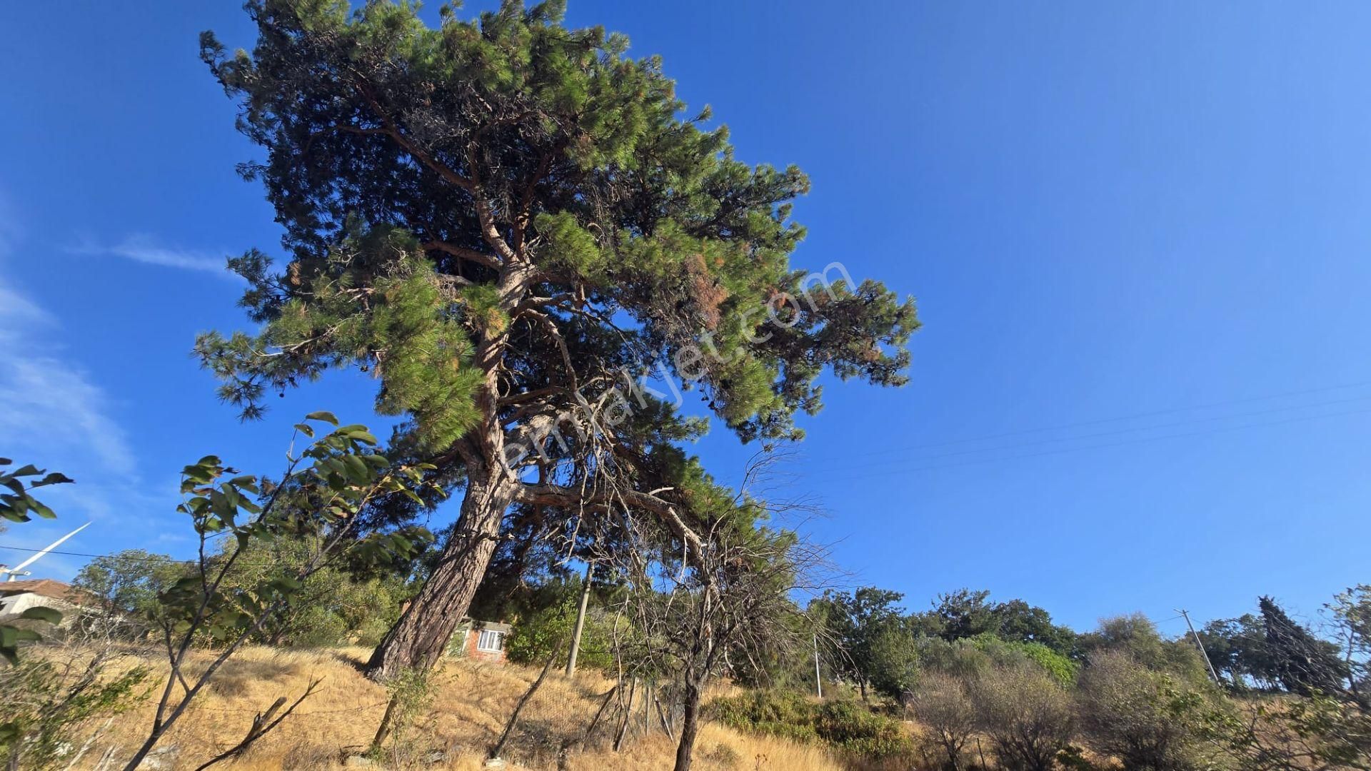 Çanakkale Denizgöründü Köyünde Satılık Arsa - Görsel 31
