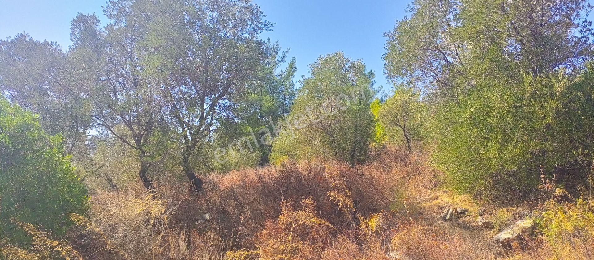 Torbalı Emlak'tan Yatırımlık Bayındır Arıkbaşı'nda 6300m2 Arazi Satılıktır - Görsel 9