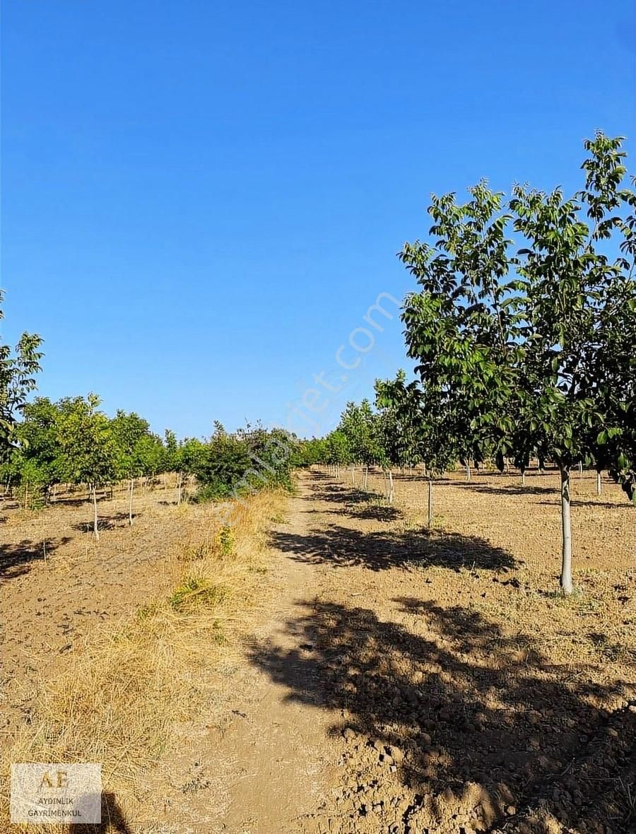 Aydınlık Emlak'tan Ortaköy'de Asfalta Yakın Fırsat Tarla - Görsel 6