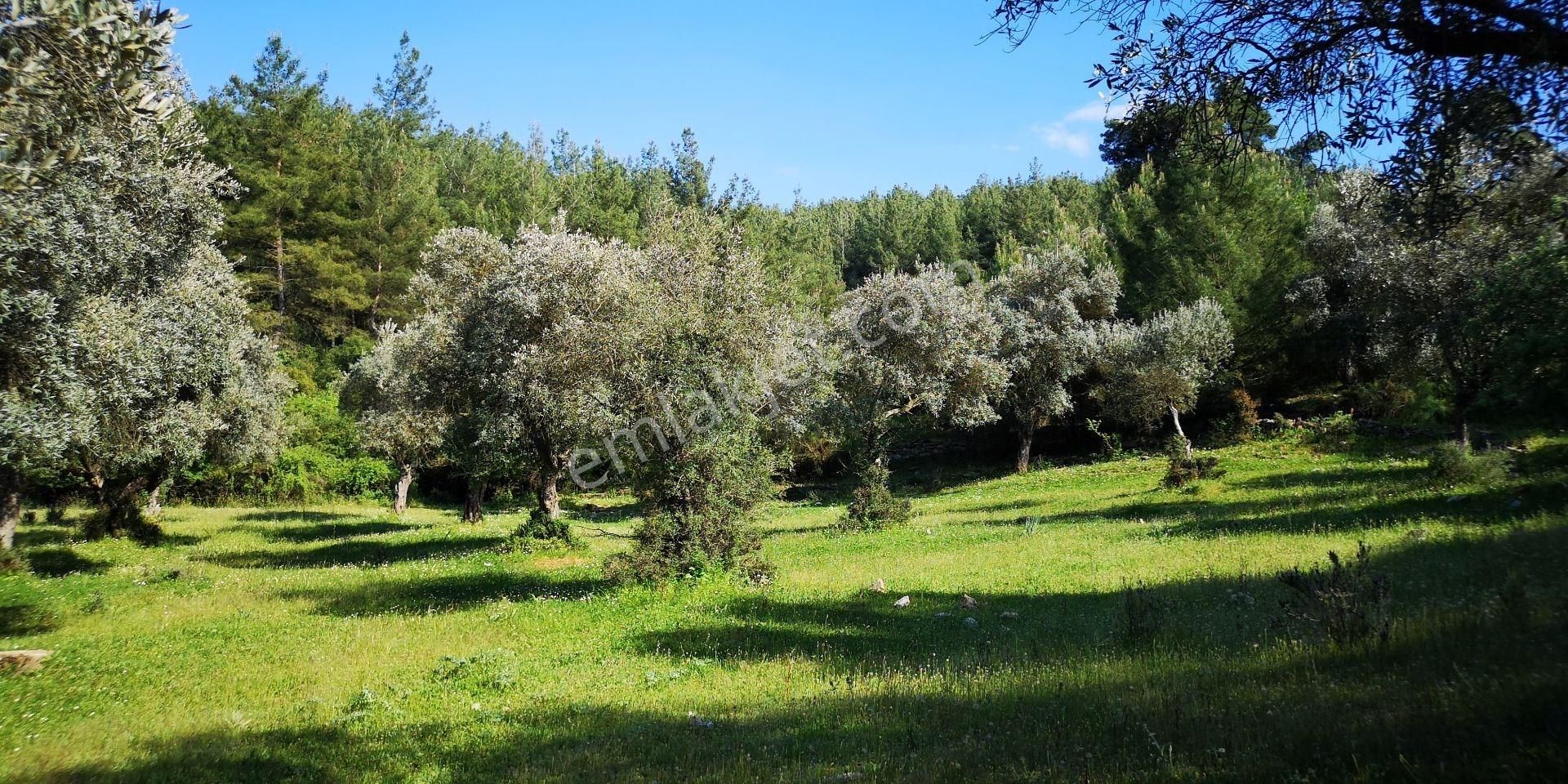Ekoturizm İmarlı Milas Antikköy Projesine Geç Kalmayın - Görsel 21