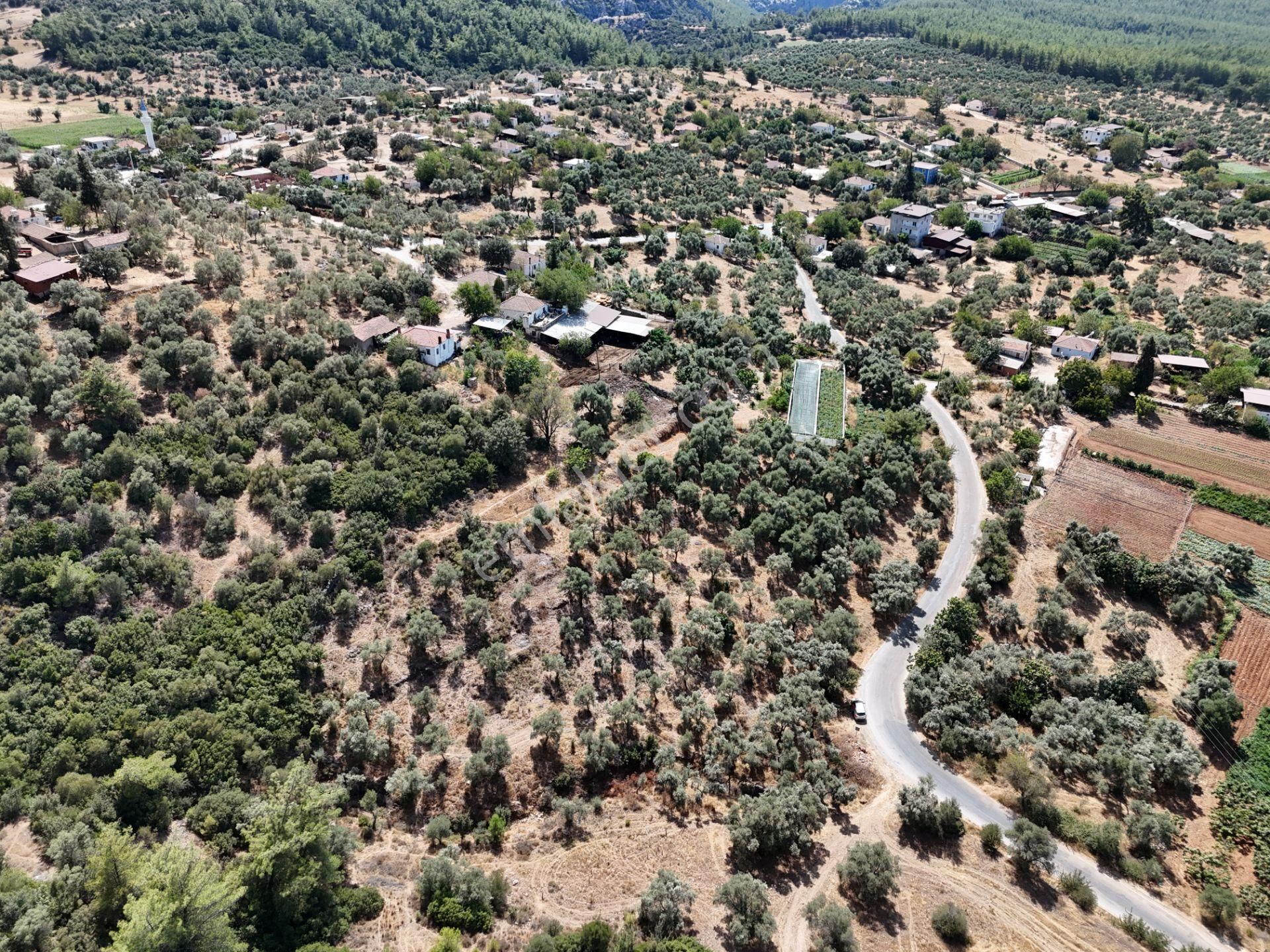 Milas Çamovalı’da 2.779 M² Köy İmarlı, Zeytin Ağaçlı Yatırımlık Tarla! - Görsel 25