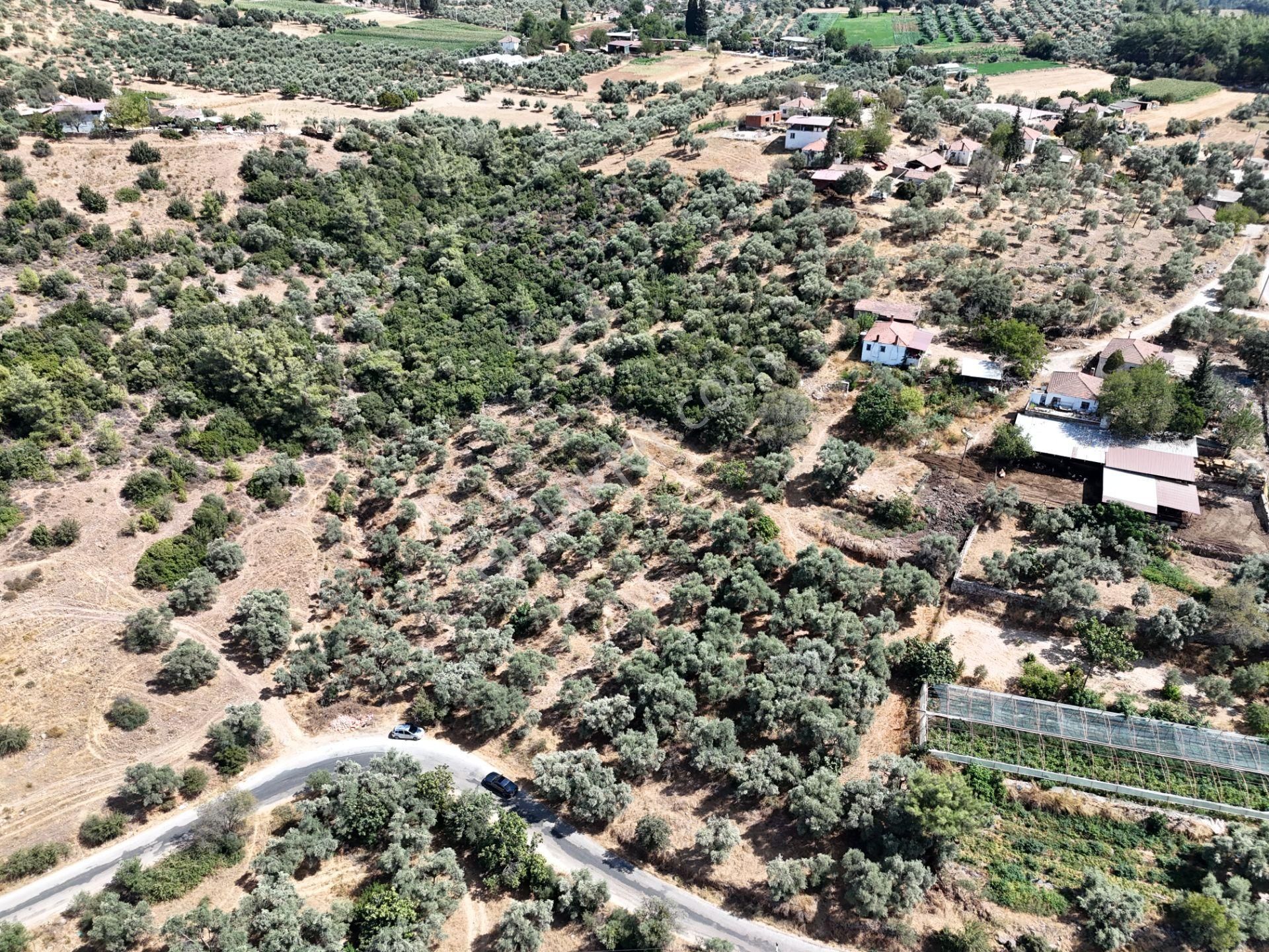 Milas Çamovalı’da 2.779 M² Köy İmarlı, Zeytin Ağaçlı Yatırımlık Tarla! - Görsel 33