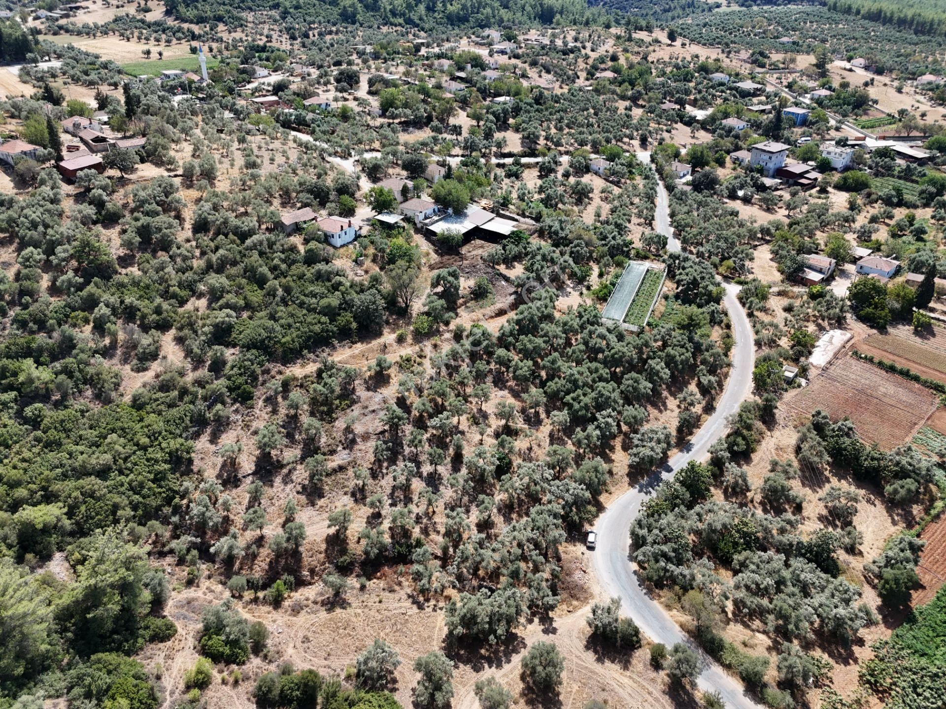 Milas Çamovalı’da 2.779 M² Köy İmarlı, Zeytin Ağaçlı Yatırımlık Tarla! - Görsel 26
