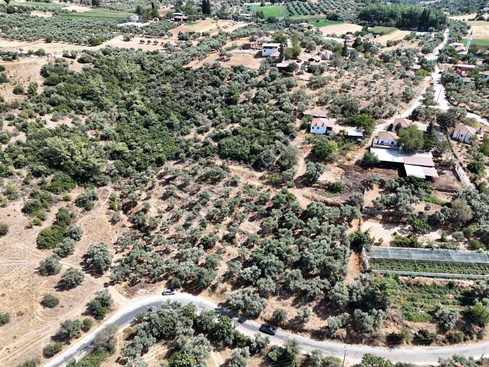 Milas Çamovalı’da 2.779 M² Köy İmarlı, Zeytin Ağaçlı Yatırımlık Tarla! - Görsel 32
