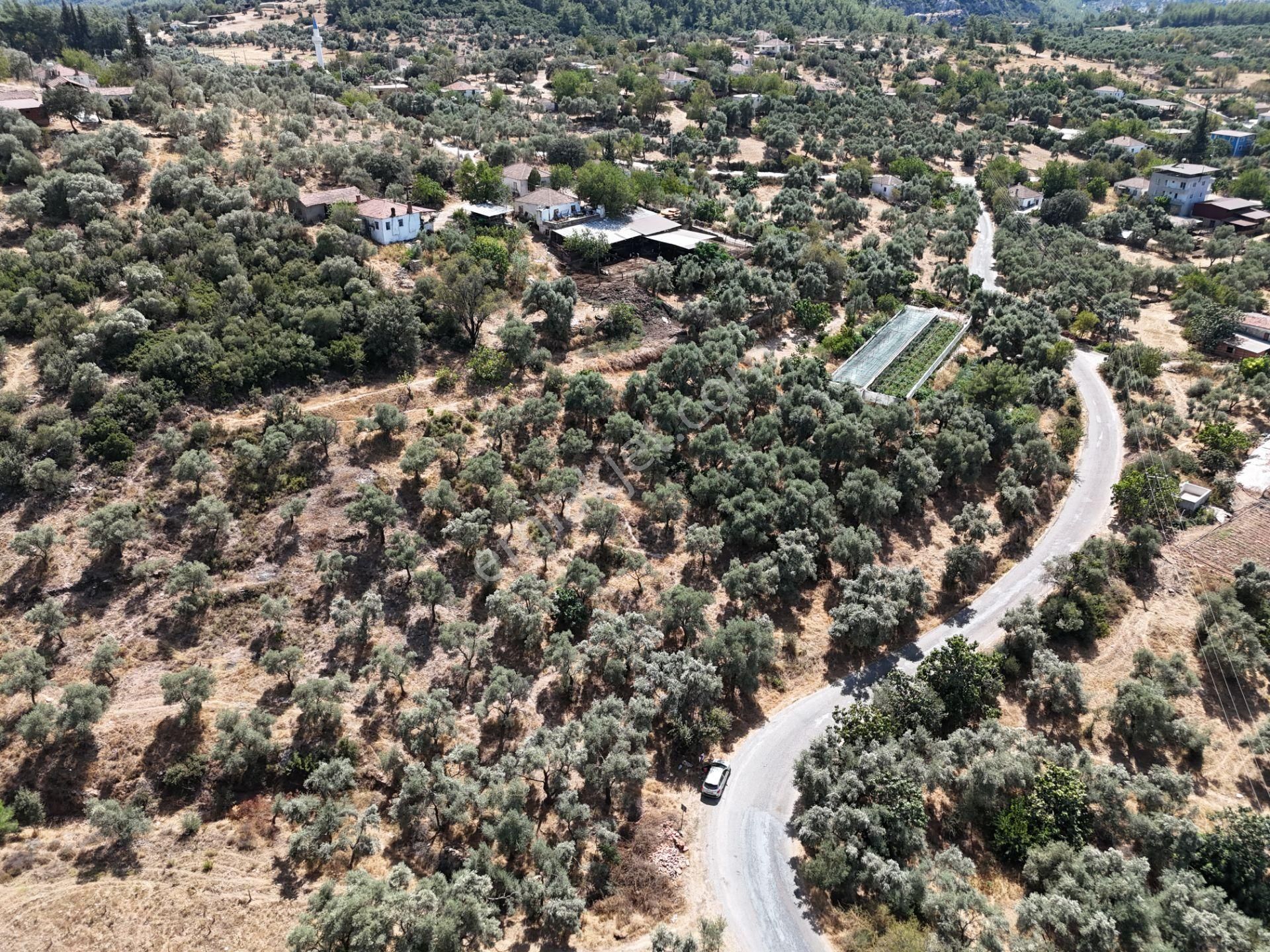 Milas Çamovalı’da 2.779 M² Köy İmarlı, Zeytin Ağaçlı Yatırımlık Tarla! - Görsel 8
