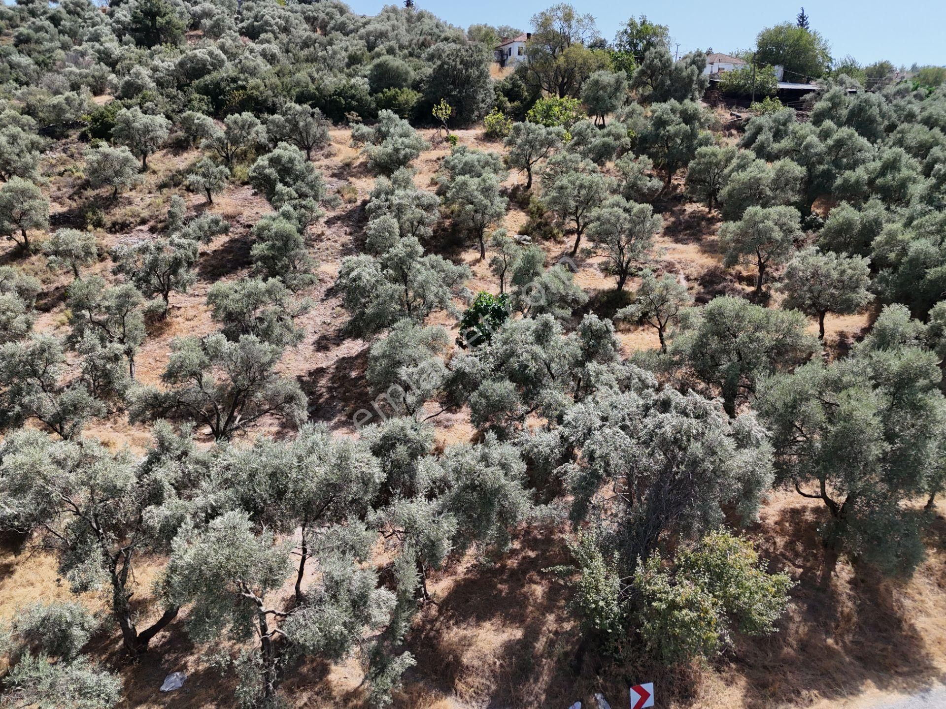 Milas Çamovalı’da 2.779 M² Köy İmarlı, Zeytin Ağaçlı Yatırımlık Tarla! - Görsel 2