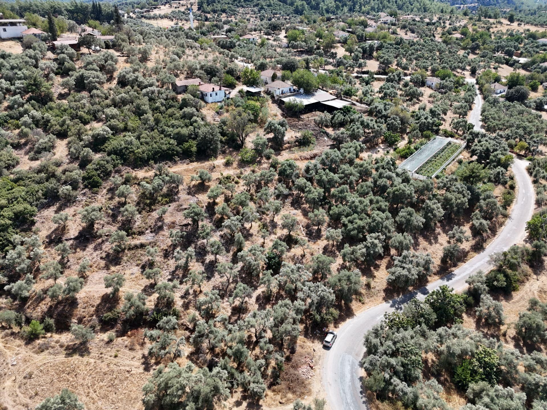 Milas Çamovalı’da 2.779 M² Köy İmarlı, Zeytin Ağaçlı Yatırımlık Tarla! - Görsel 7