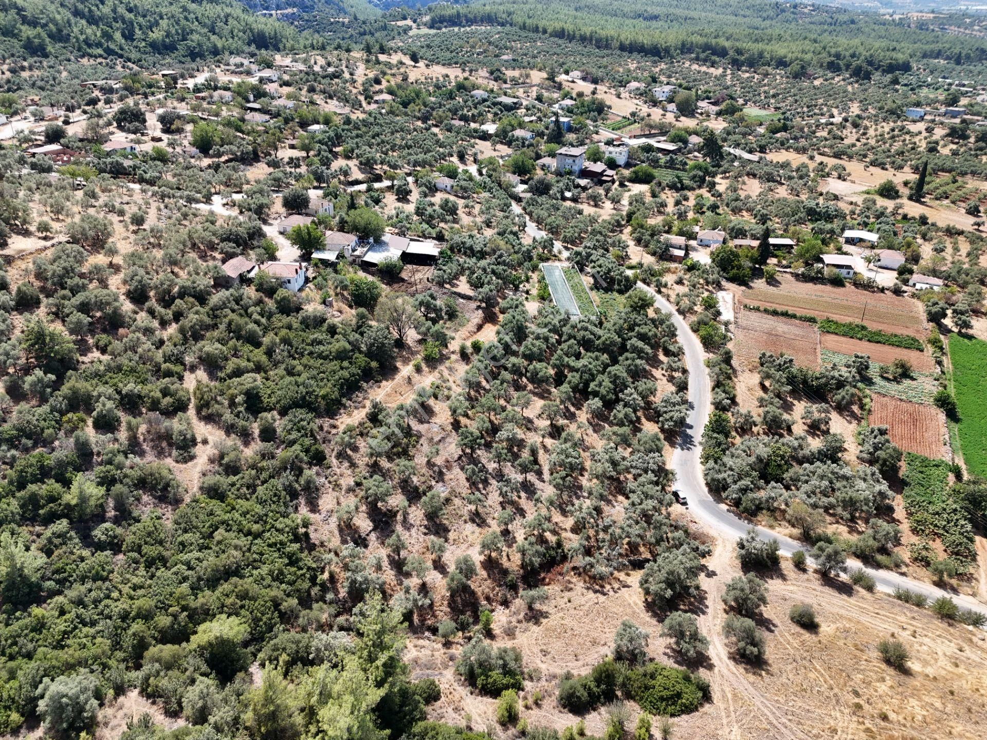Milas Çamovalı’da 2.779 M² Köy İmarlı, Zeytin Ağaçlı Yatırımlık Tarla! - Görsel 24
