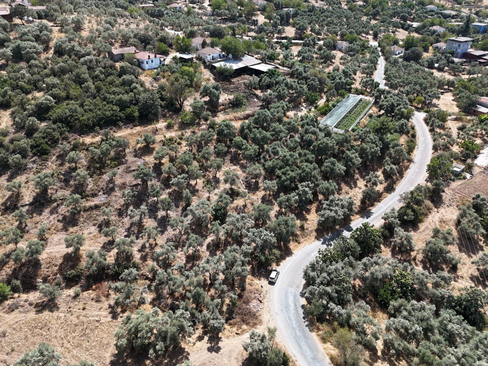 Milas Çamovalı’da 2.779 M² Köy İmarlı, Zeytin Ağaçlı Yatırımlık Tarla! - Görsel 9