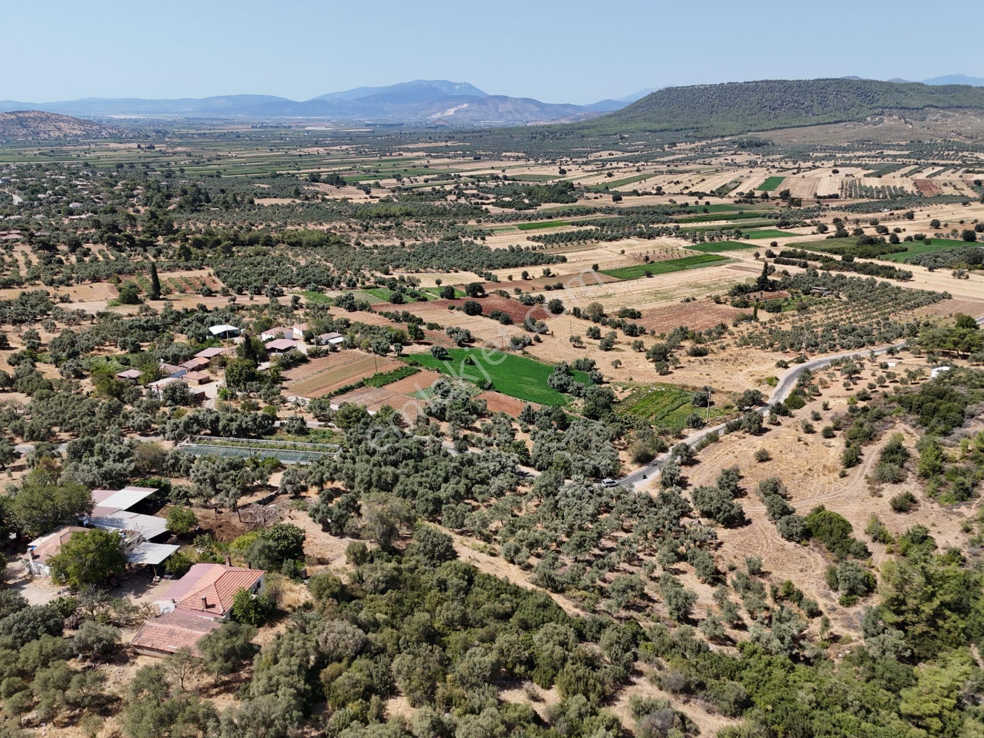 Milas Çamovalı’da 2.779 M² Köy İmarlı, Zeytin Ağaçlı Yatırımlık Tarla! - Görsel 18