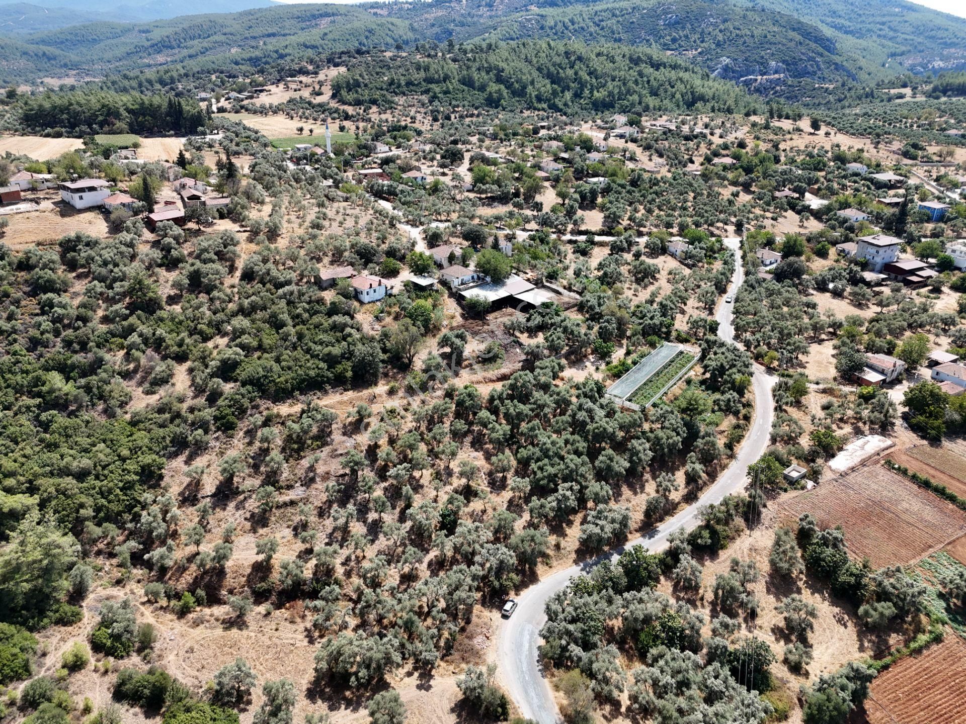 Milas Çamovalı’da 2.779 M² Köy İmarlı, Zeytin Ağaçlı Yatırımlık Tarla! - Görsel 27