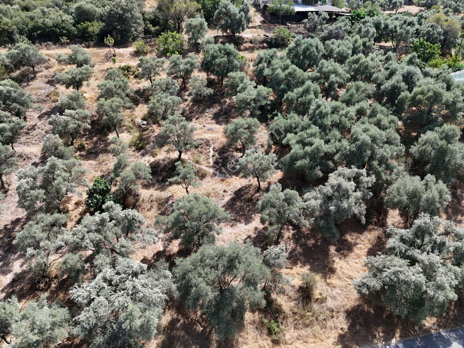 Milas Çamovalı’da 2.779 M² Köy İmarlı, Zeytin Ağaçlı Yatırımlık Tarla! - Görsel 3
