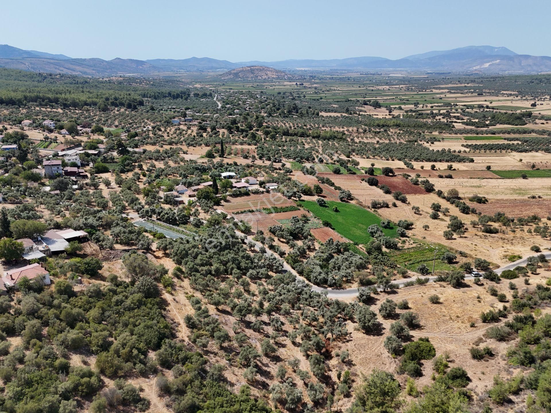Milas Çamovalı’da 2.779 M² Köy İmarlı, Zeytin Ağaçlı Yatırımlık Tarla! - Görsel 21