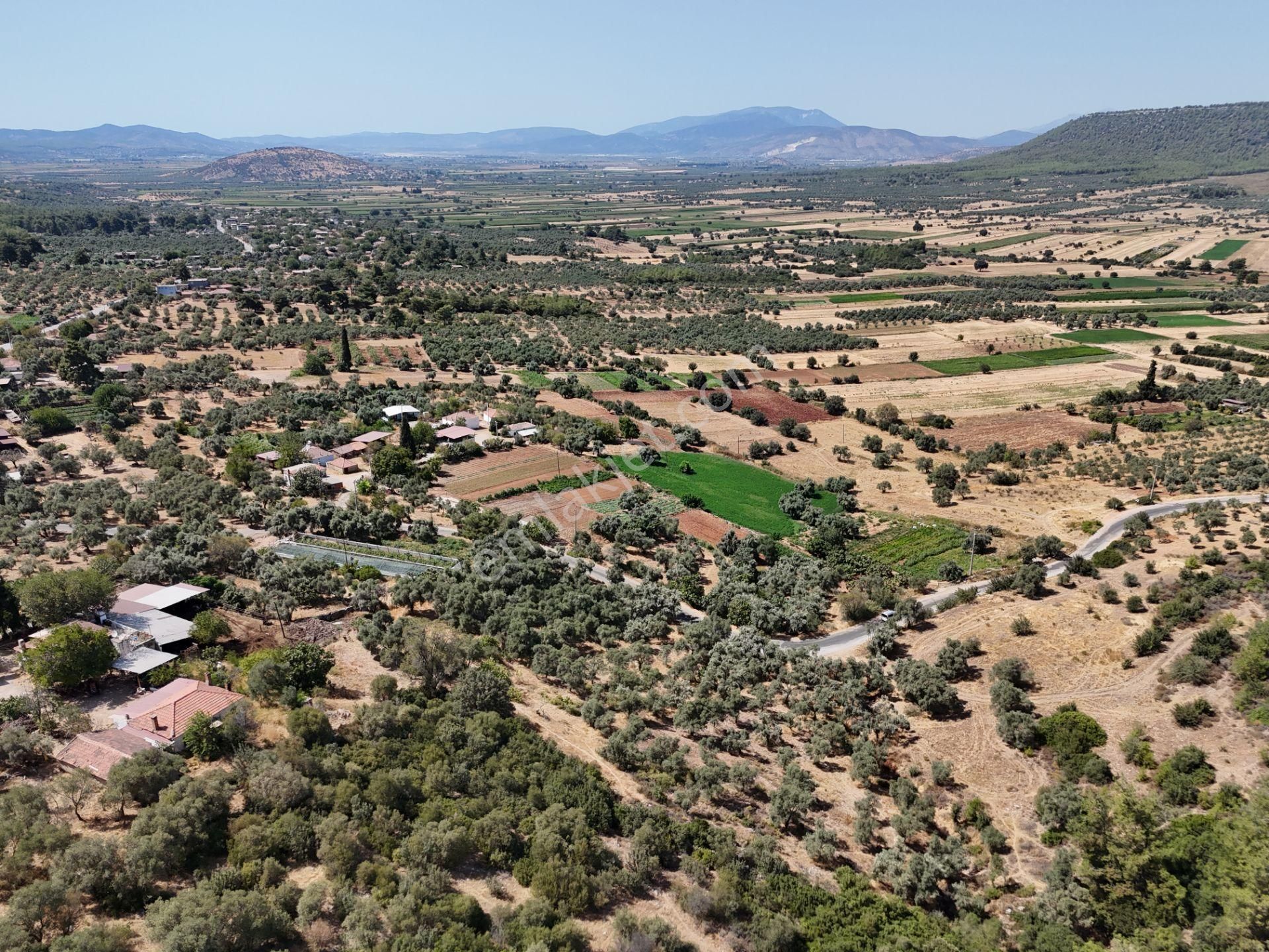 Milas Çamovalı’da 2.779 M² Köy İmarlı, Zeytin Ağaçlı Yatırımlık Tarla! - Görsel 19
