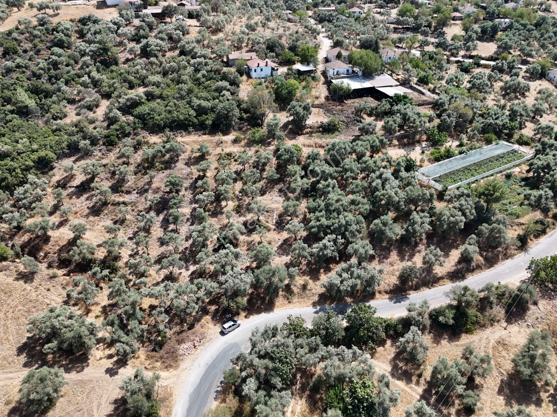 Milas Çamovalı’da 2.779 M² Köy İmarlı, Zeytin Ağaçlı Yatırımlık Tarla! - Görsel 10