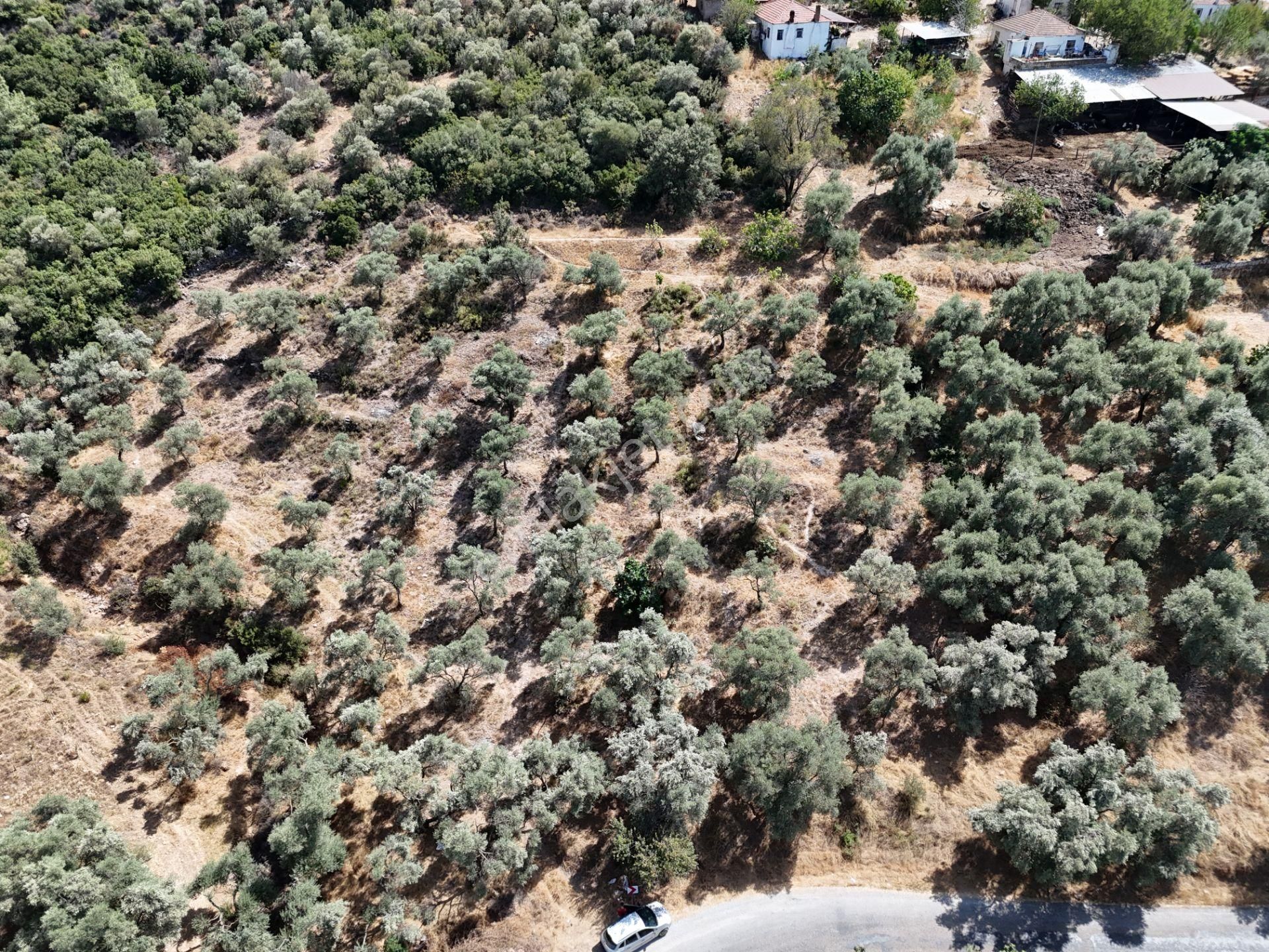 Milas Çamovalı’da 2.779 M² Köy İmarlı, Zeytin Ağaçlı Yatırımlık Tarla! - Görsel 4