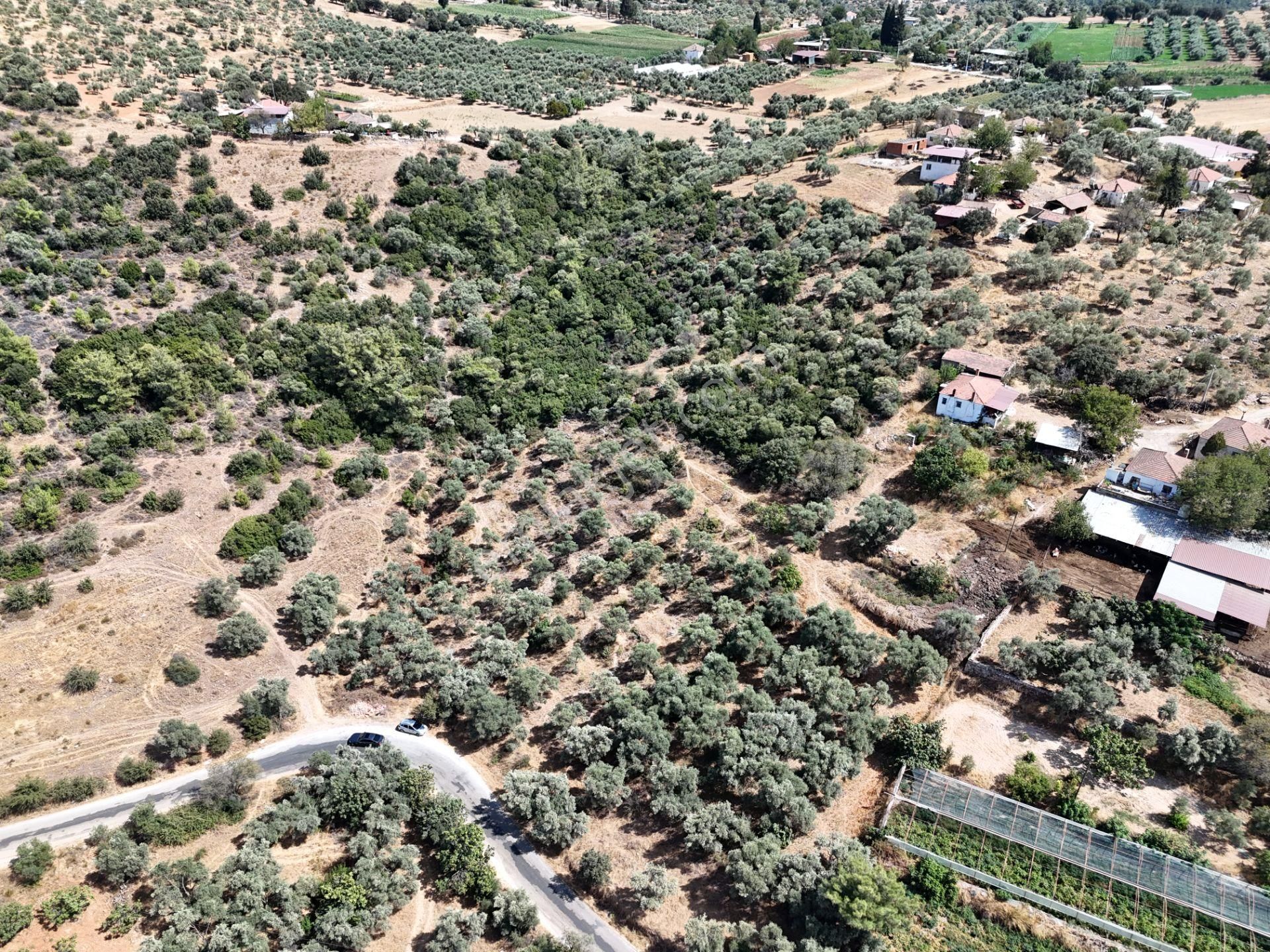 Milas Çamovalı’da 2.779 M² Köy İmarlı, Zeytin Ağaçlı Yatırımlık Tarla! - Görsel 34