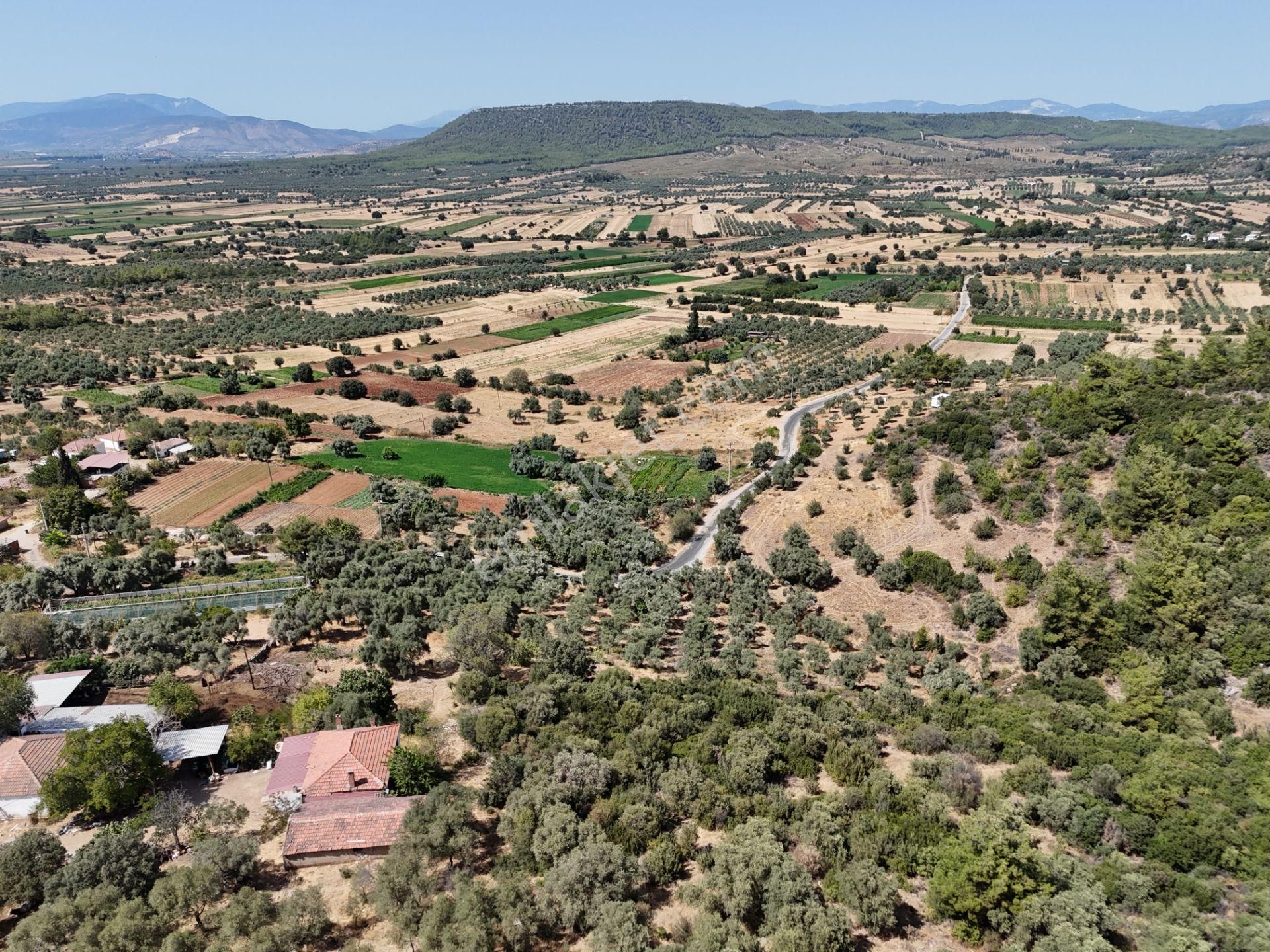 Milas Çamovalı’da 2.779 M² Köy İmarlı, Zeytin Ağaçlı Yatırımlık Tarla! - Görsel 17
