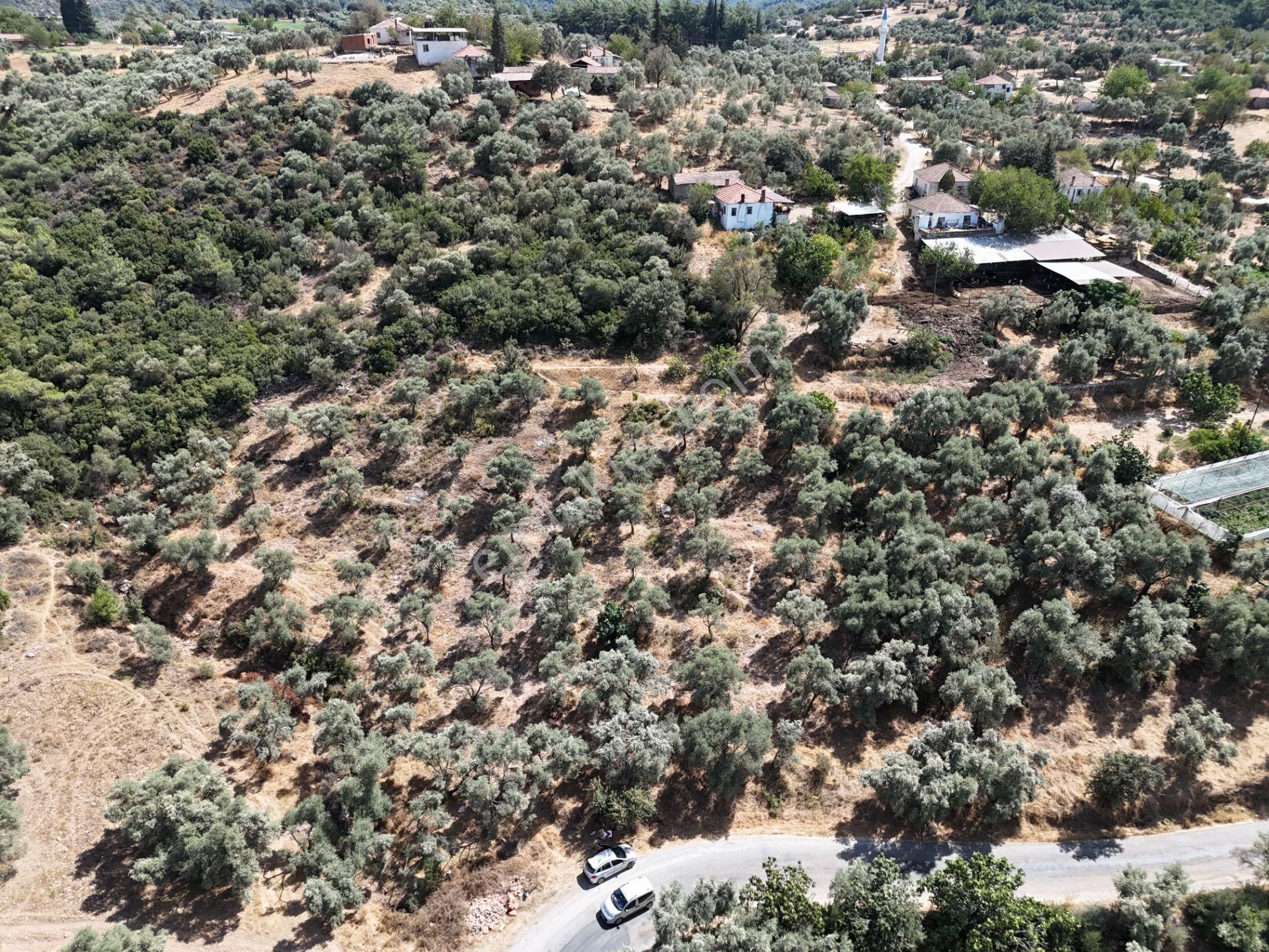 Milas Çamovalı’da 2.779 M² Köy İmarlı, Zeytin Ağaçlı Yatırımlık Tarla! - Görsel 6