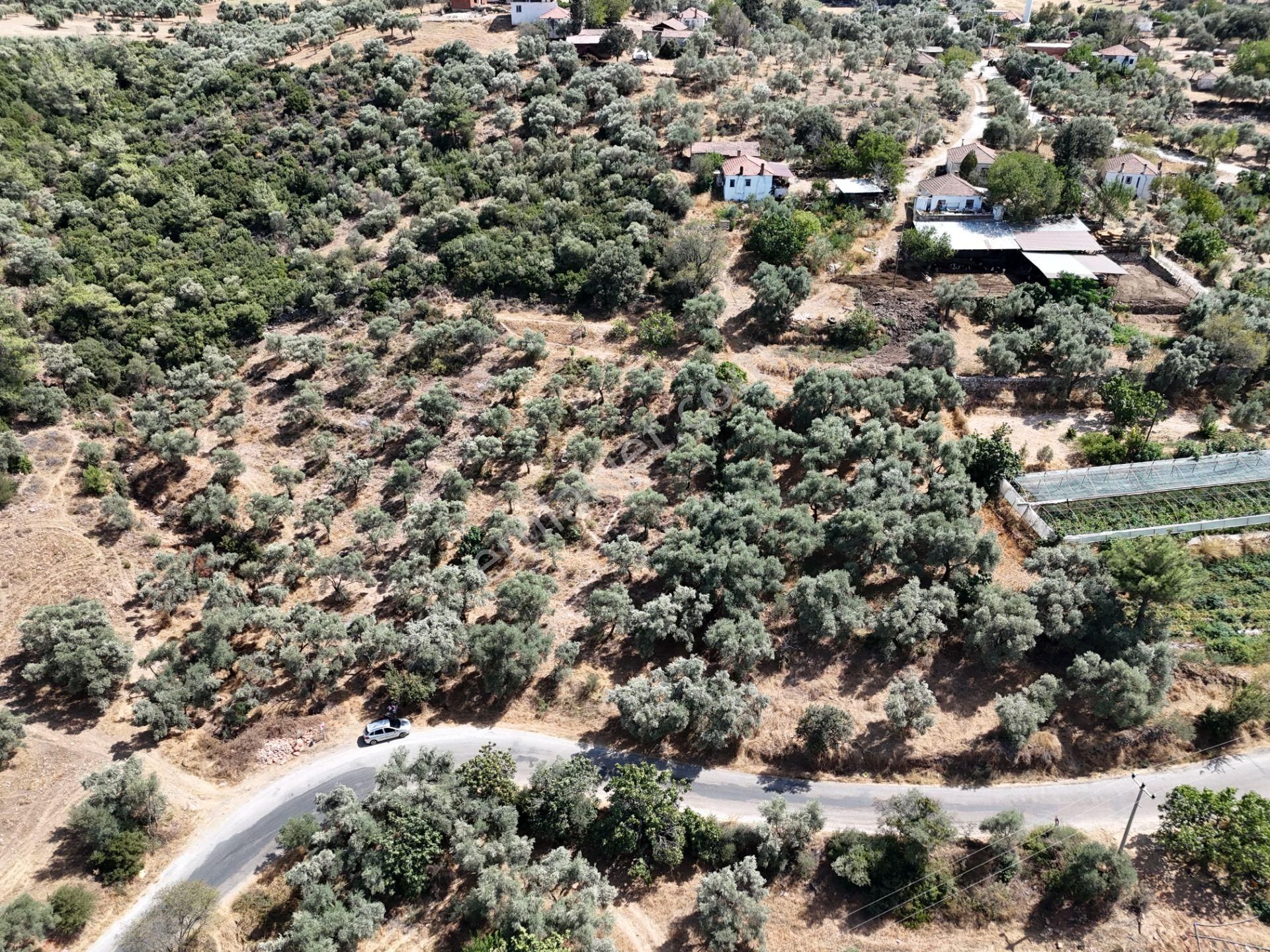 Milas Çamovalı’da 2.779 M² Köy İmarlı, Zeytin Ağaçlı Yatırımlık Tarla! - Görsel 11