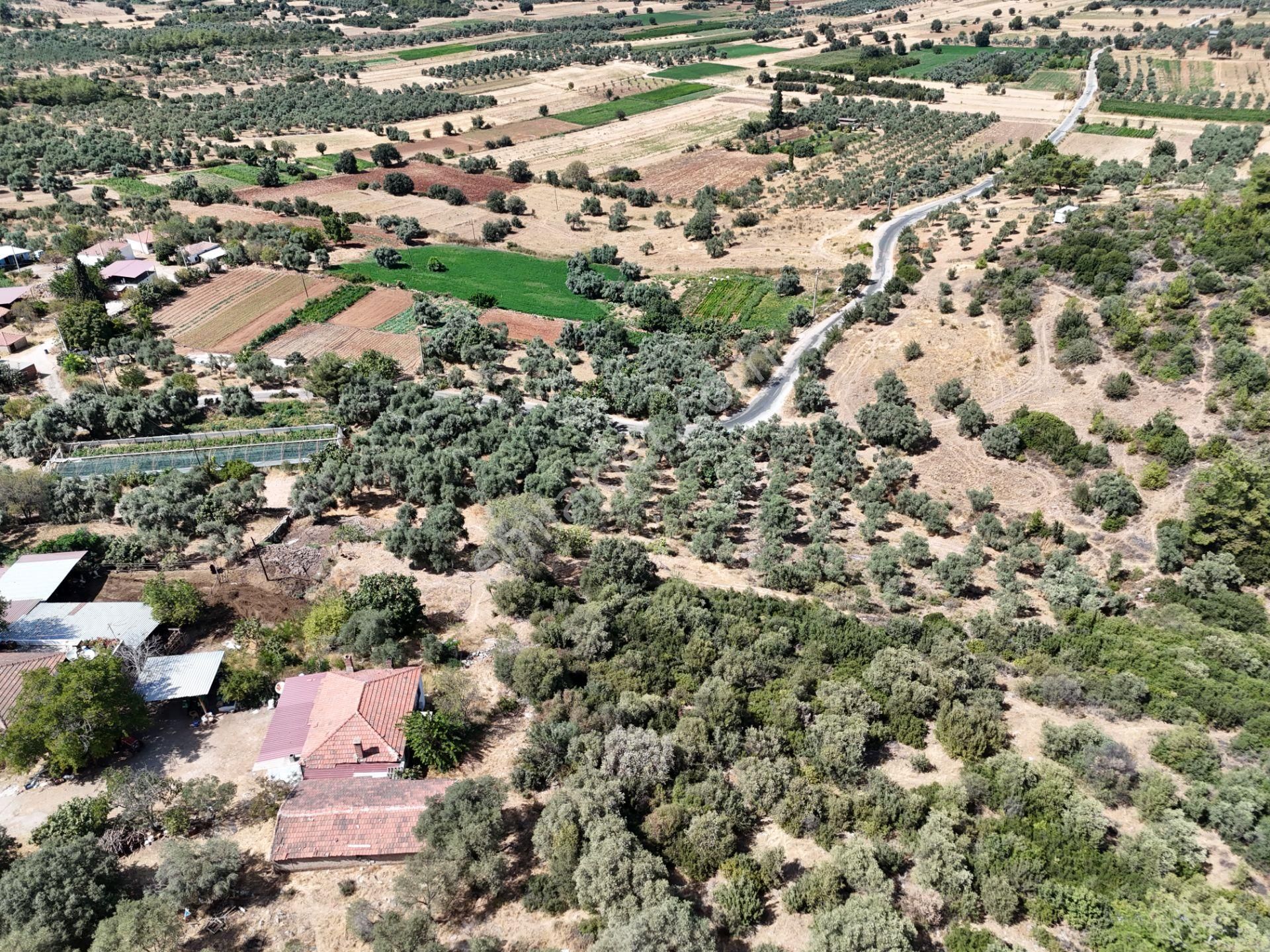Milas Çamovalı’da 2.779 M² Köy İmarlı, Zeytin Ağaçlı Yatırımlık Tarla! - Görsel 16