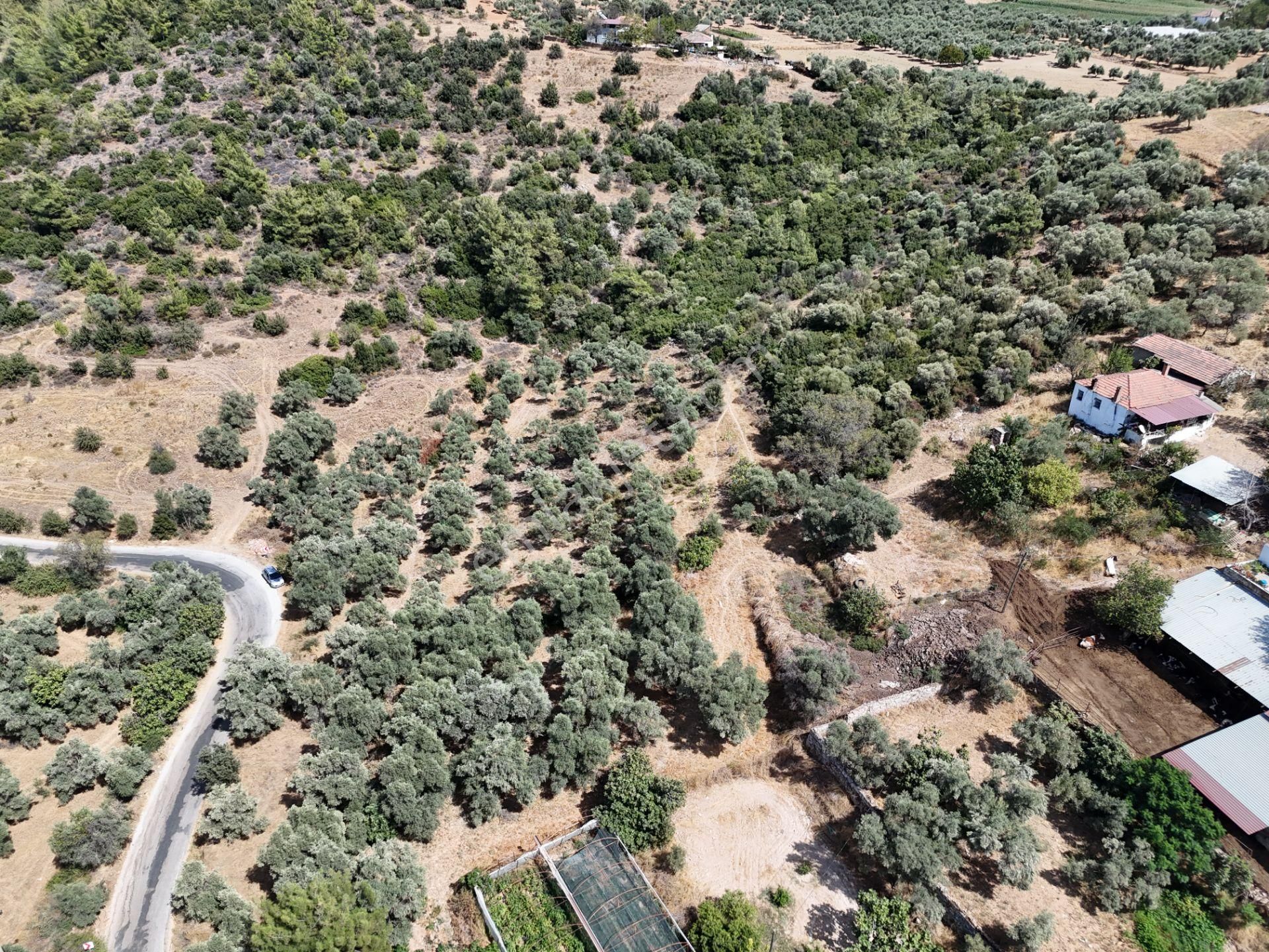 Milas Çamovalı’da 2.779 M² Köy İmarlı, Zeytin Ağaçlı Yatırımlık Tarla! - Görsel 15