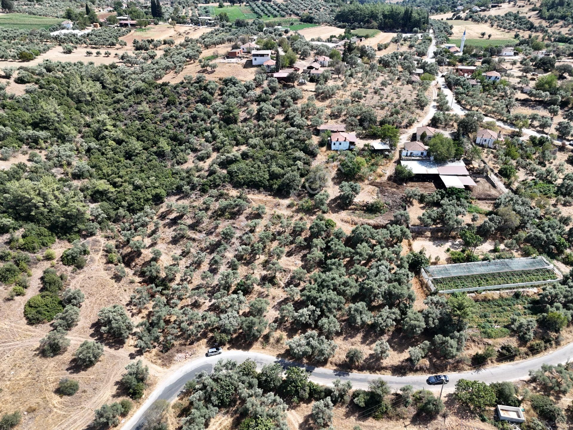 Milas Çamovalı’da 2.779 M² Köy İmarlı, Zeytin Ağaçlı Yatırımlık Tarla! - Görsel 31