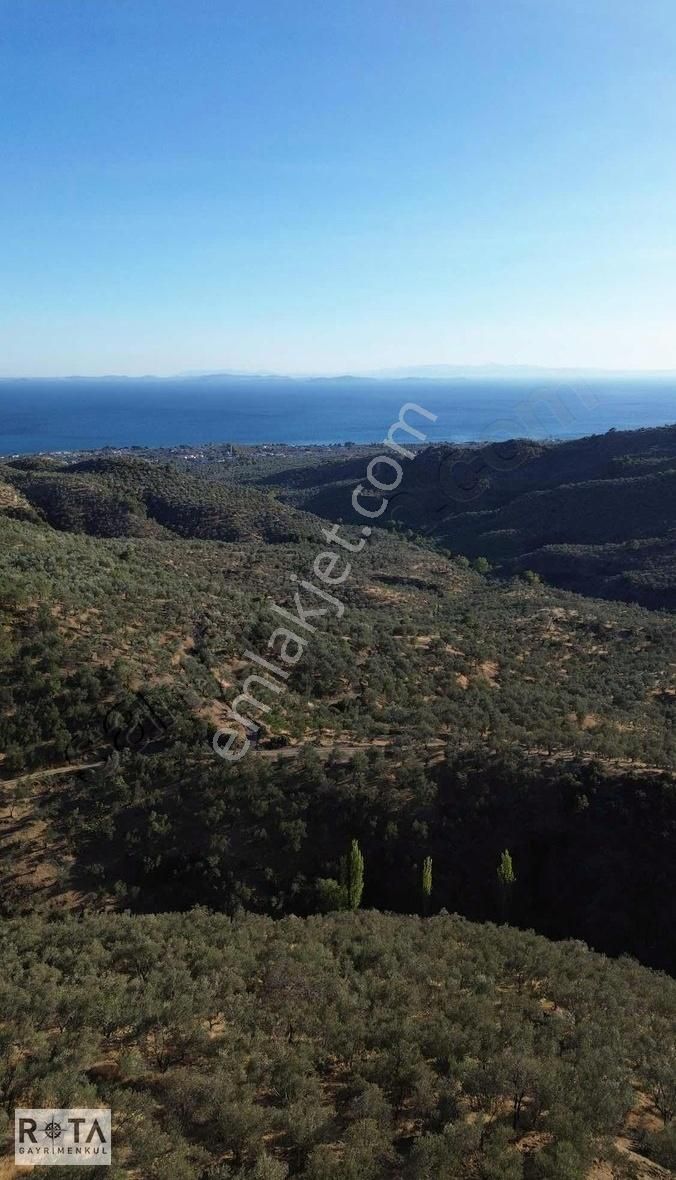 Altınoluk Yola Cephe Deniz Manzaralı 1600 M2 Zeytinlik-rota - Görsel 3