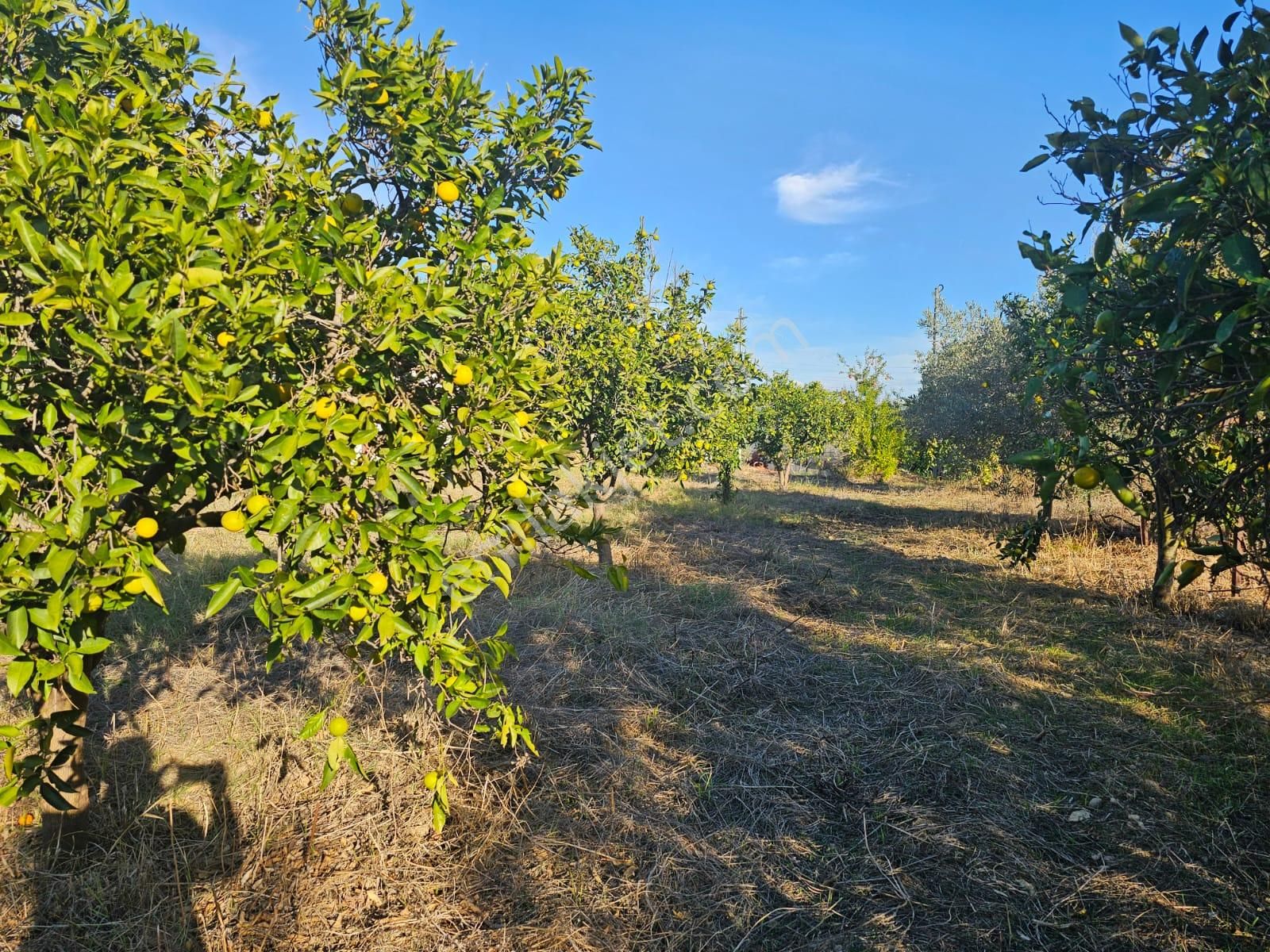 Manavgat Örenşehir Mahallesinde Köy Yerleşim Alanı İçerisinde Satılık Konut Arsası - Görsel 10