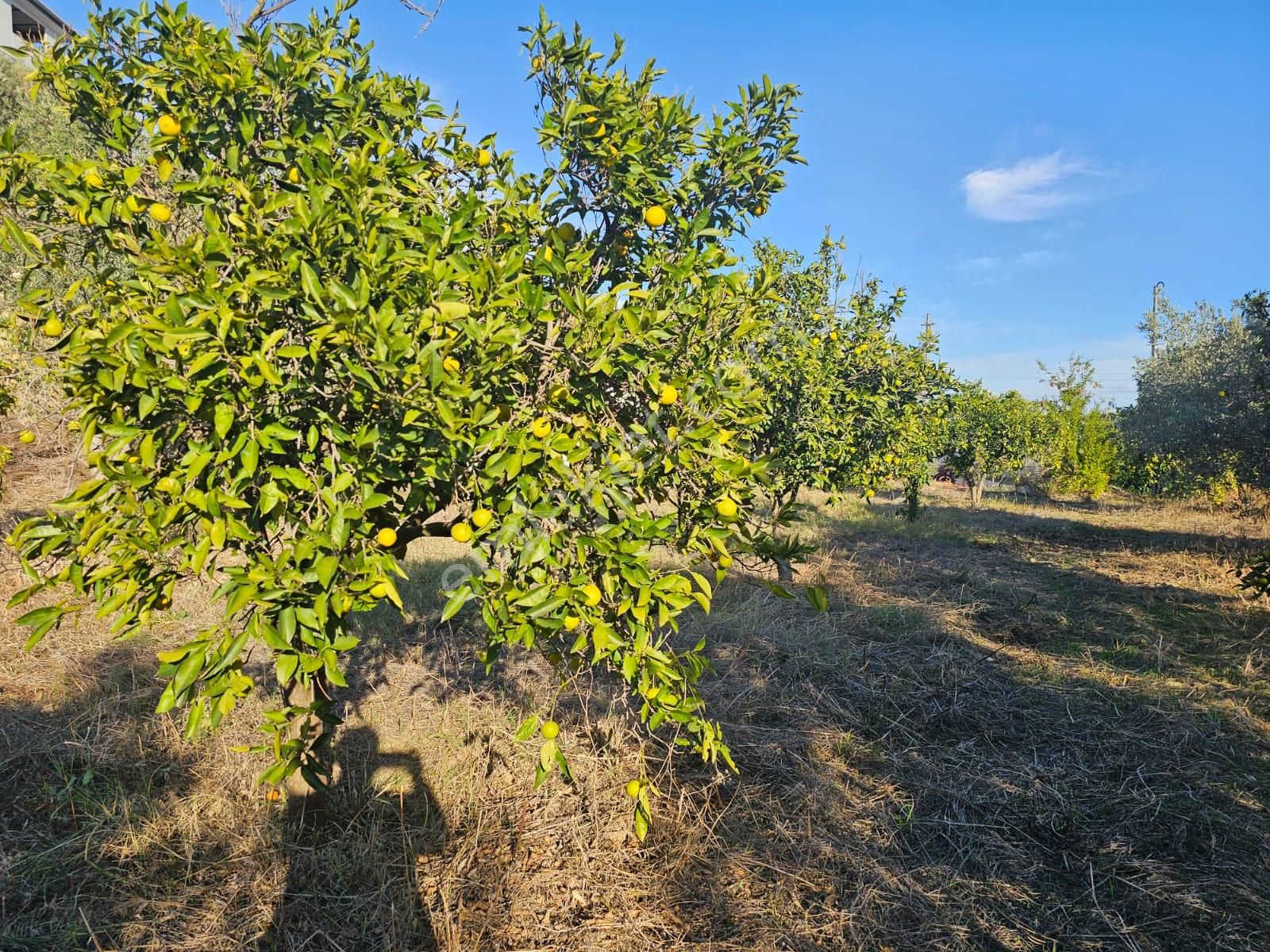 Manavgat Örenşehir Mahallesinde Köy Yerleşim Alanı İçerisinde Satılık Konut Arsası - Görsel 9