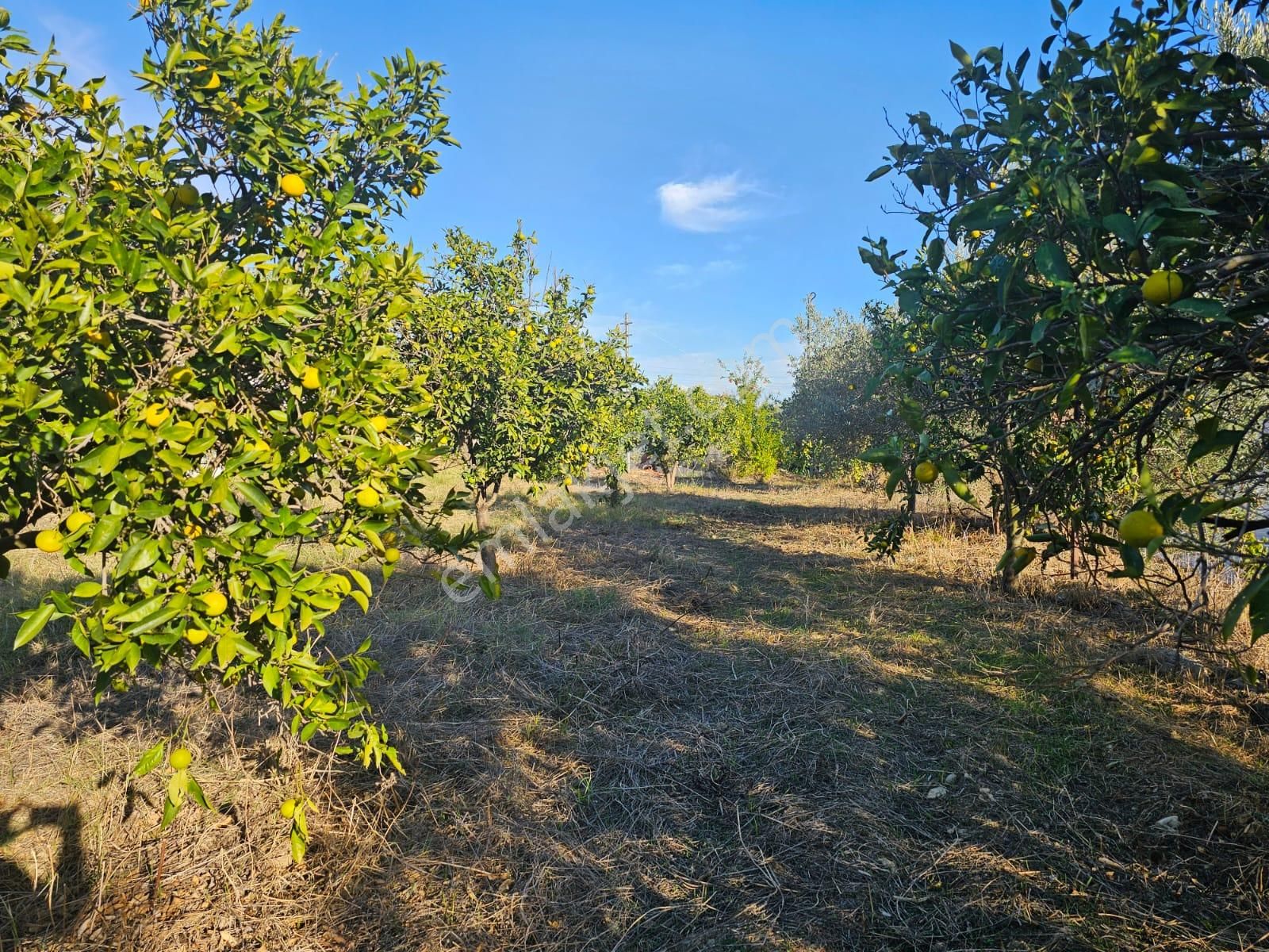 Manavgat Örenşehir Mahallesinde Köy Yerleşim Alanı İçerisinde Satılık Konut Arsası - Görsel 11