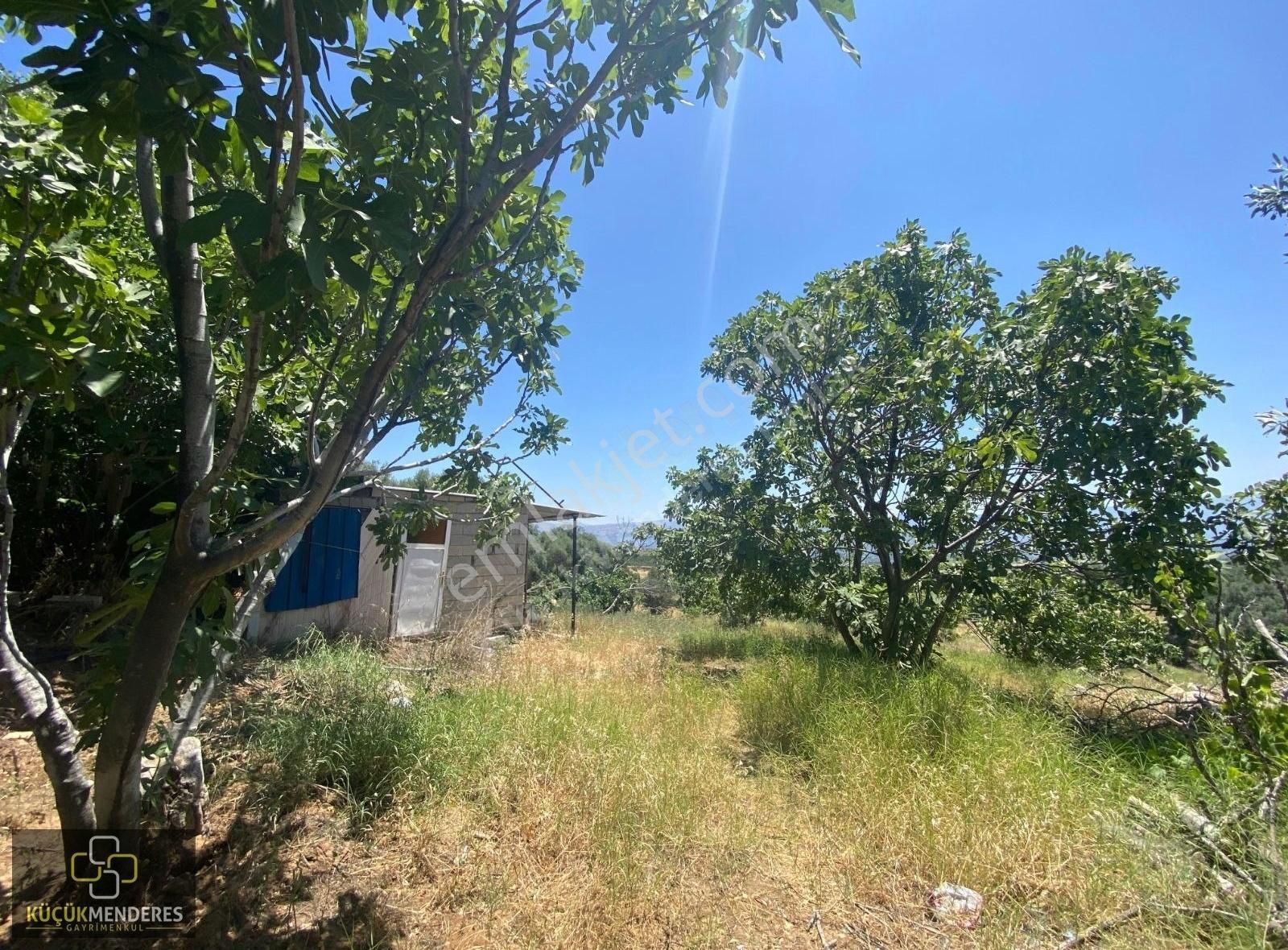 Küçük Menderes'ten Kiraz Veliler Mh Satılık Zeytin İncir Bahçesi - Görsel 10