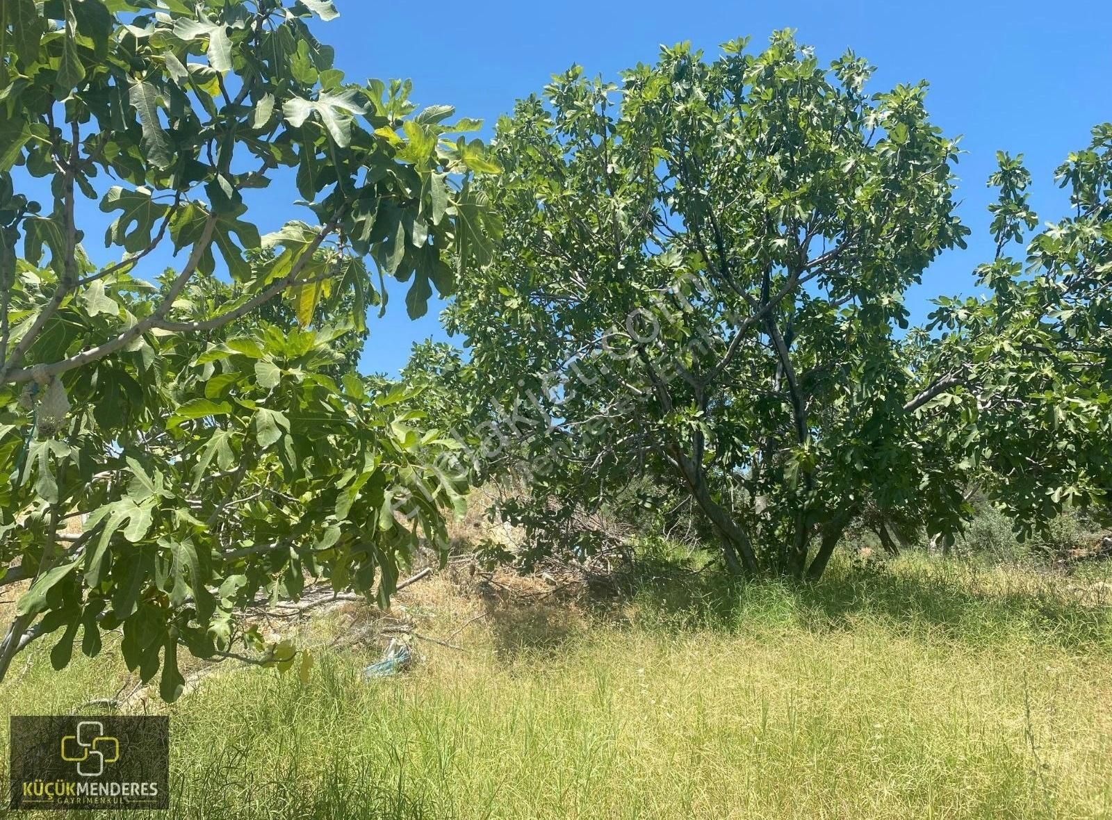 Küçük Menderes'ten Kiraz Veliler Mh Satılık Zeytin İncir Bahçesi - Görsel 14