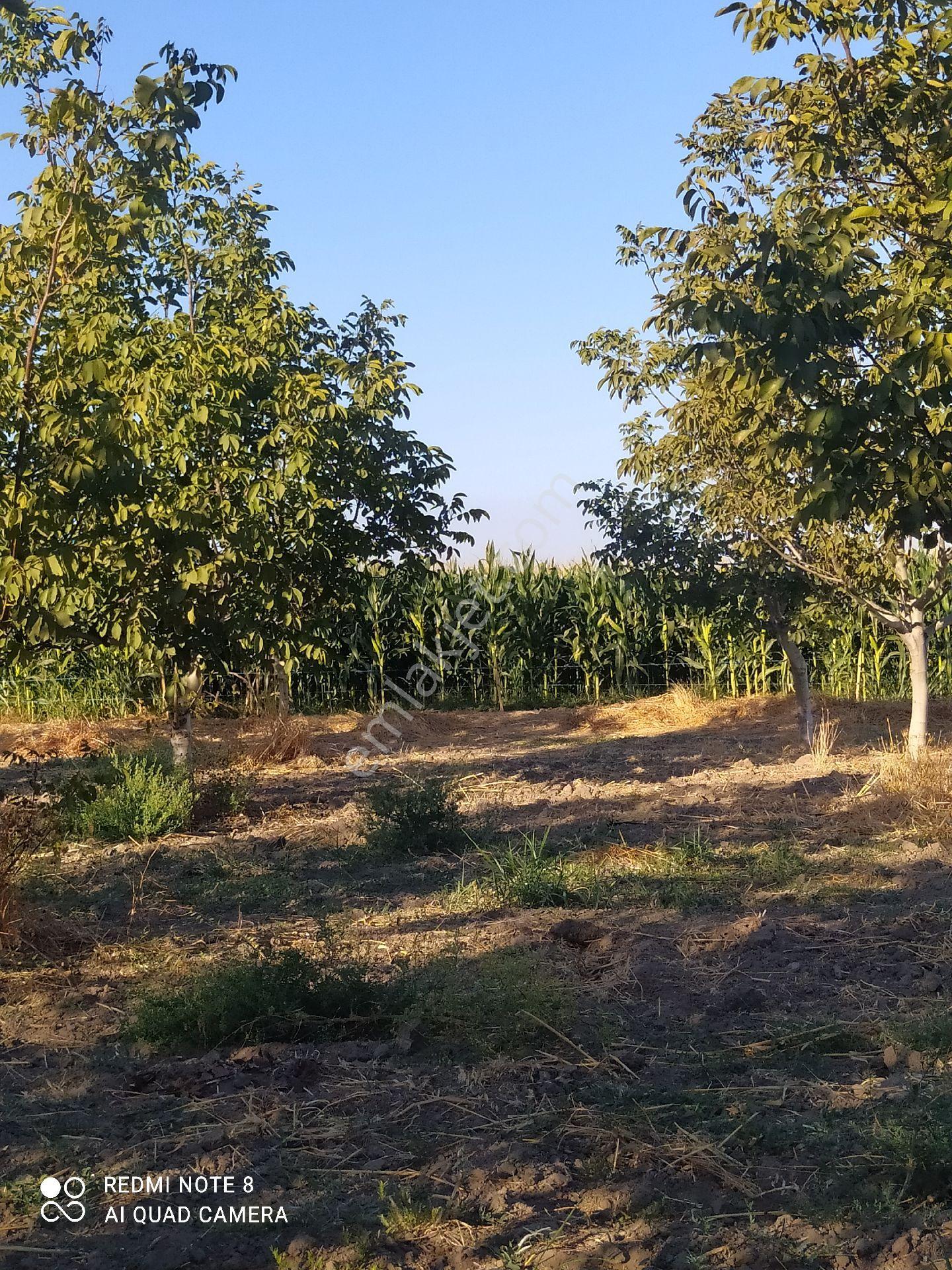 Bergama Beylik Çayirinda Satılık Tarla - Görsel 21