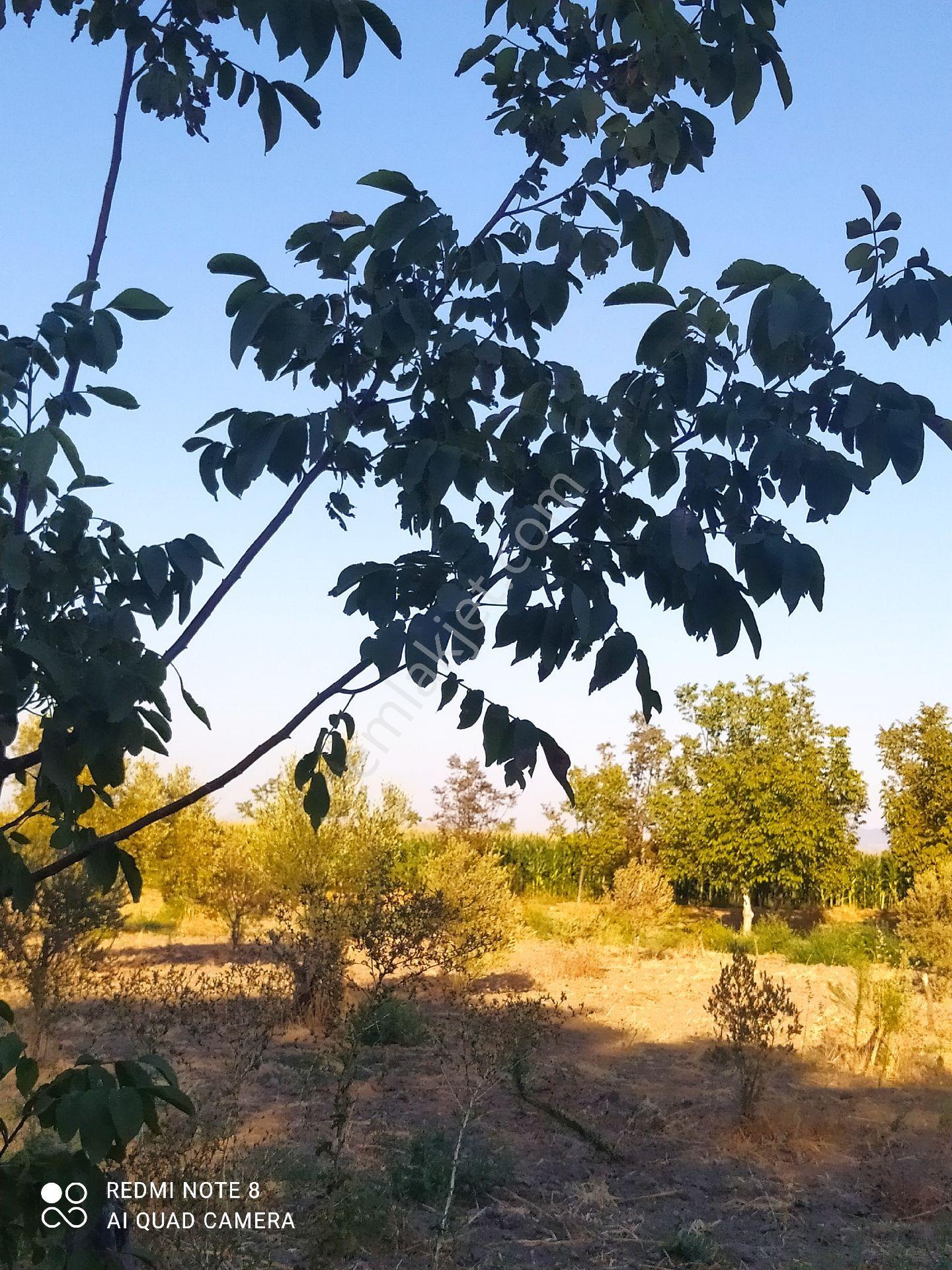 Bergama Beylik Çayirinda Satılık Tarla - Görsel 6