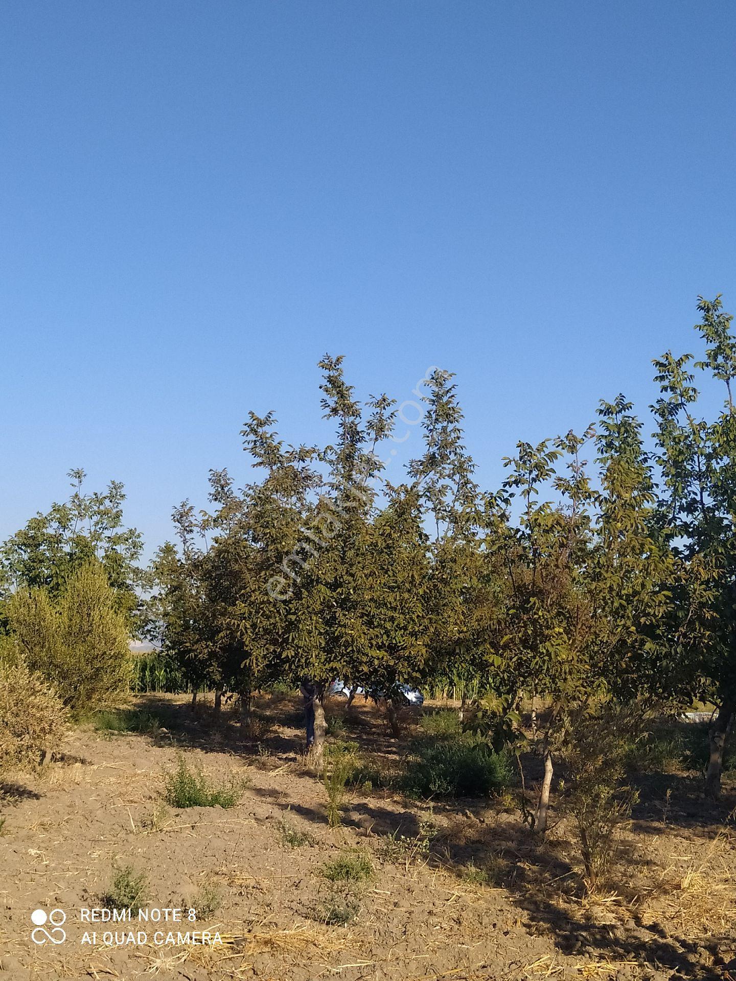 Bergama Beylik Çayirinda Satılık Tarla - Görsel 4