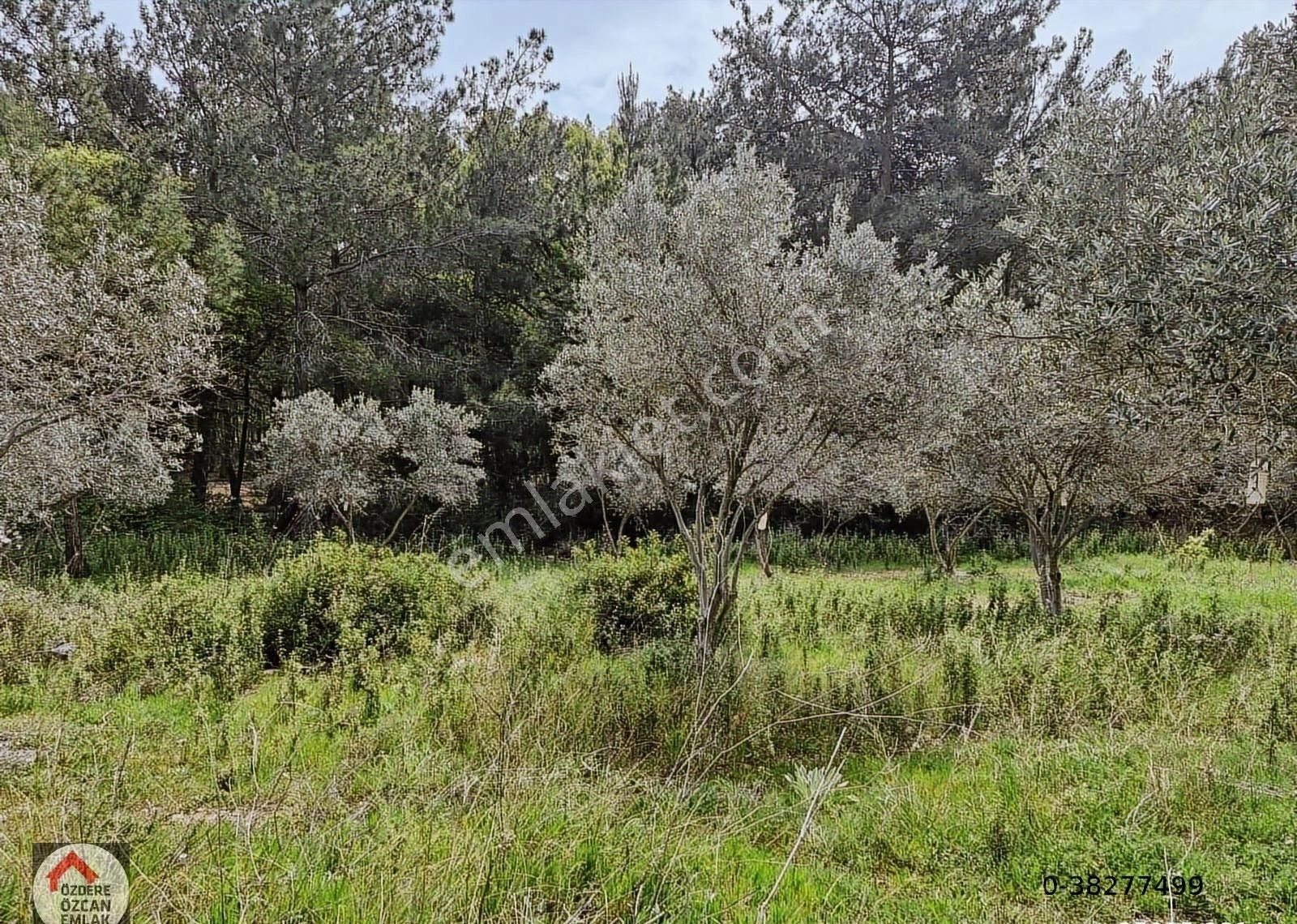 Özdere Kalemlik İçinde İmarsız Satılık Arsa 343mt - Görsel 10