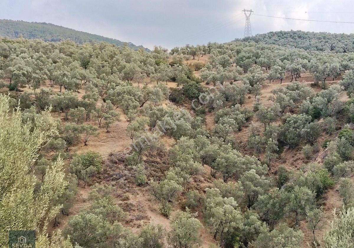 Avunduk Mahallesi'nde 1095 M² Satılık Zeytinlik - Görsel 9