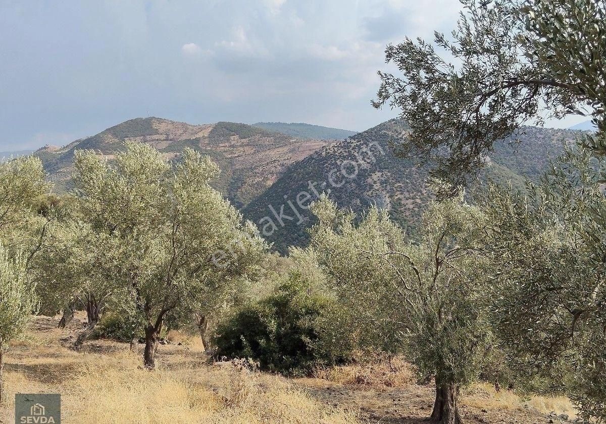 Kuyucak Mahallesinde 1680 M² Satılık Zeytinlik - Görsel 27