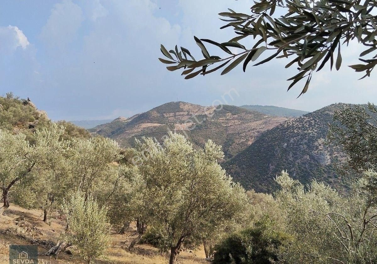 Kuyucak Mahallesinde 1680 M² Satılık Zeytinlik - Görsel 24